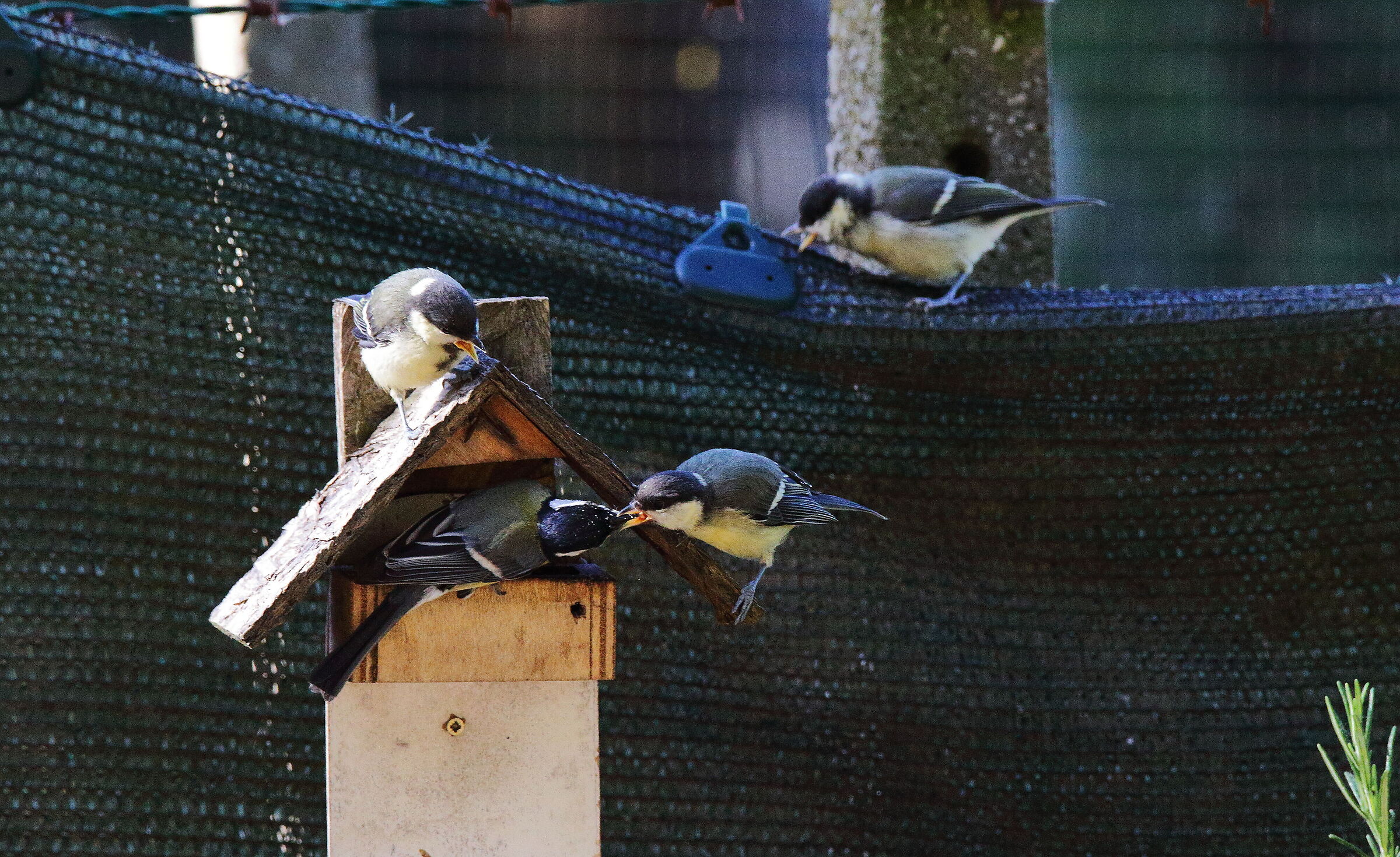 ...cince impazienti...