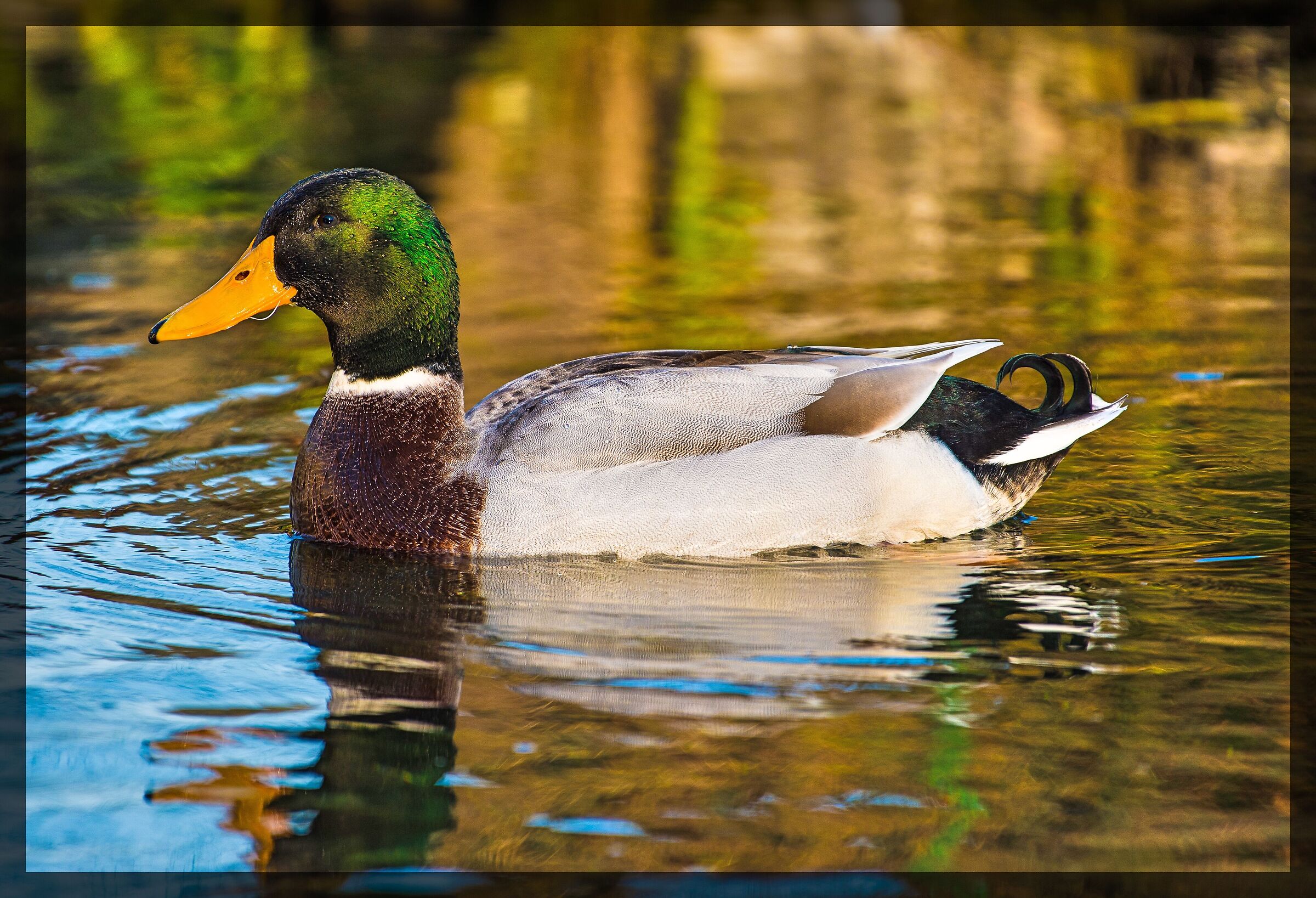 Mallard