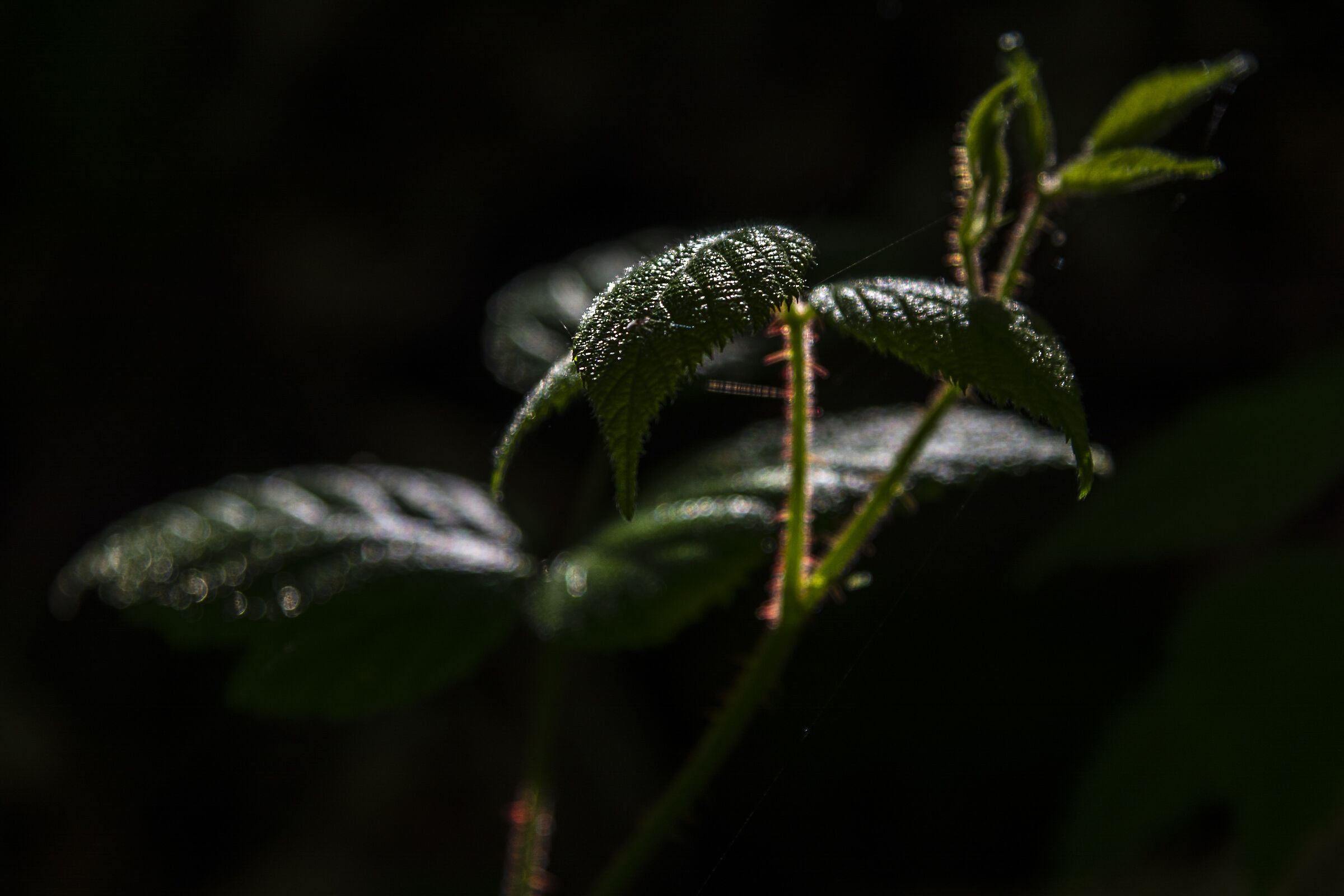 light and nettle