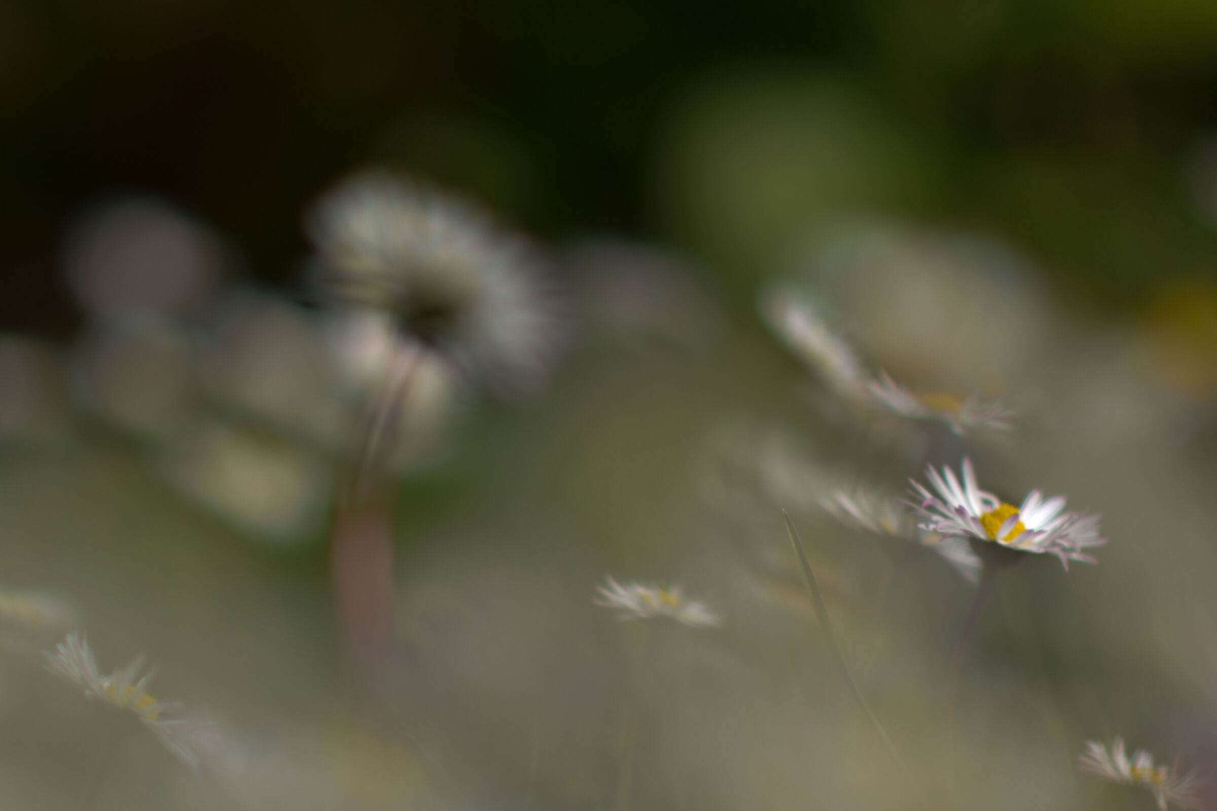 Daisy