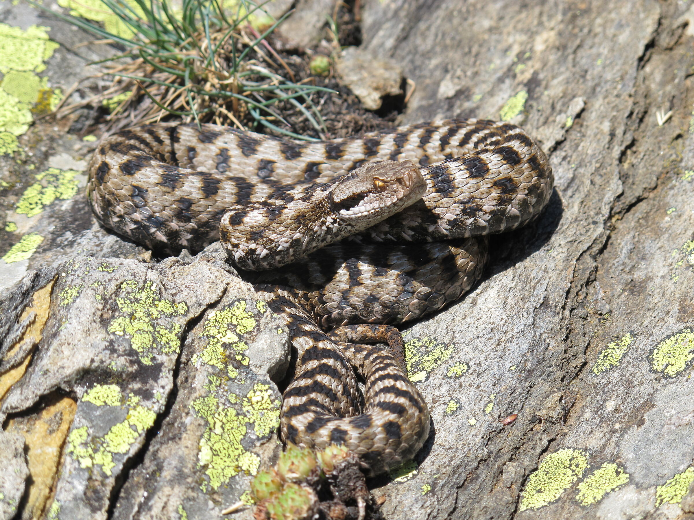 Vipera aspis aspis ex atra, femmina