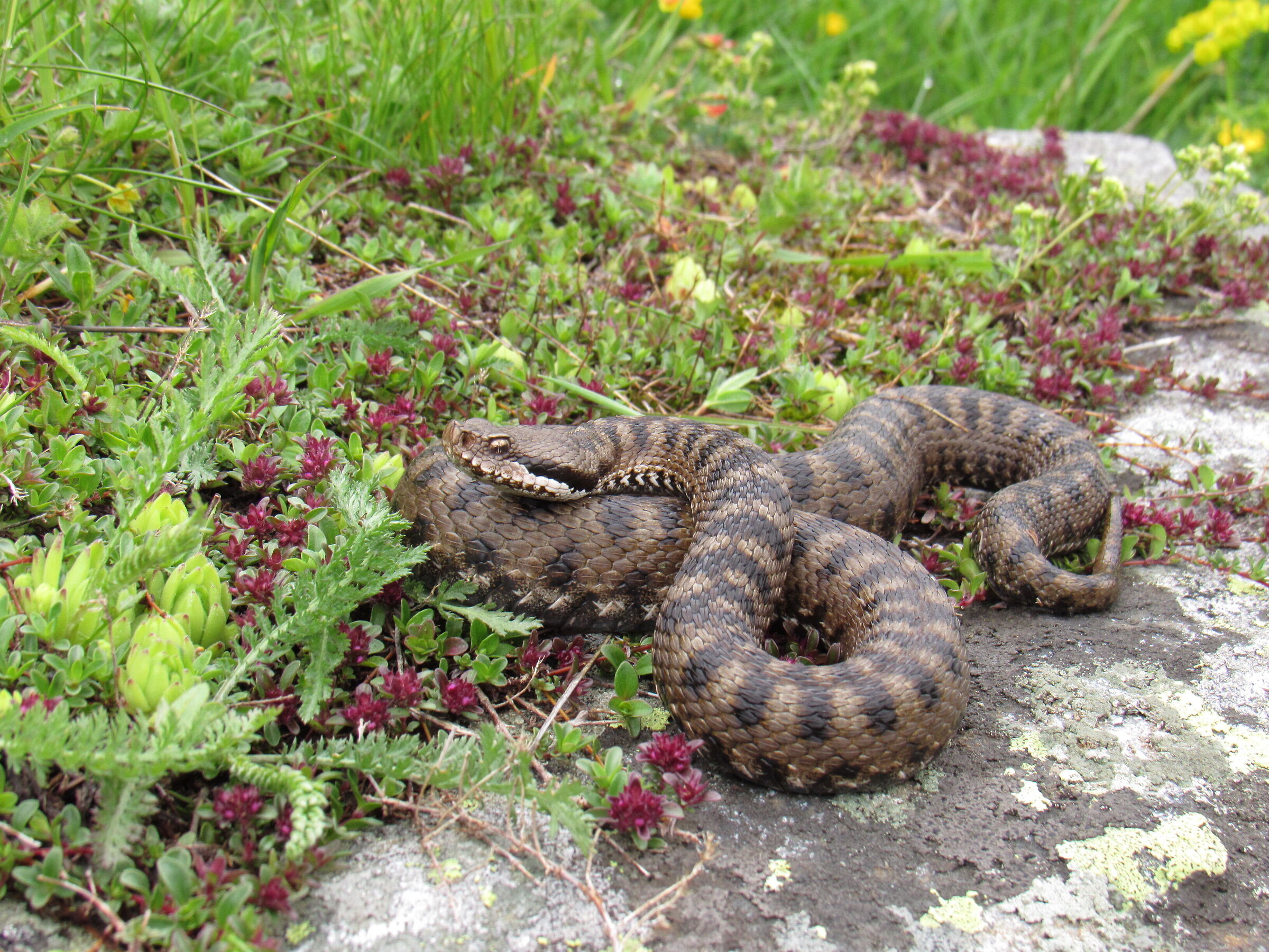 Vipera aspis aspis ex atra, femmina