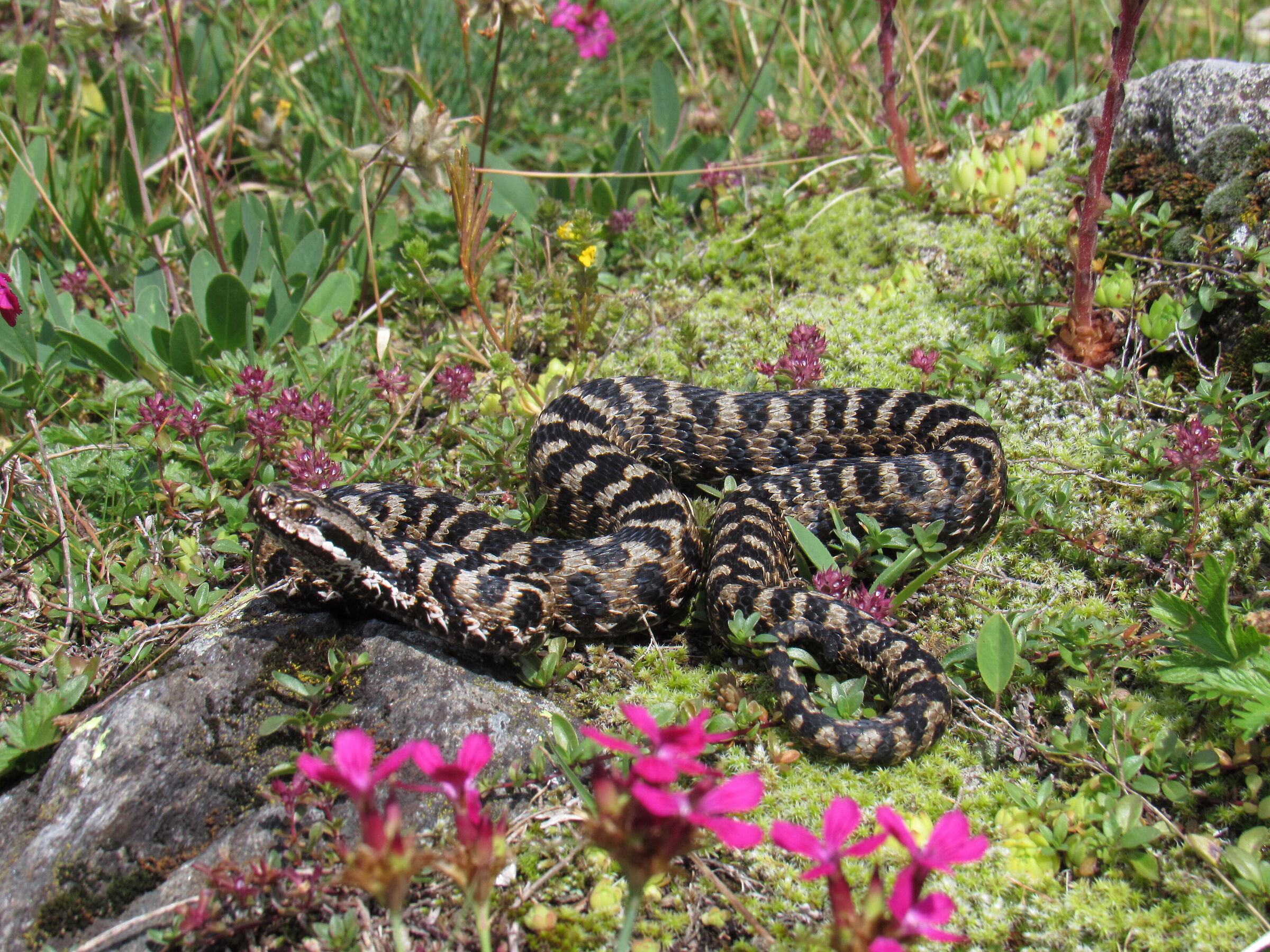 Vipera aspis aspis ex atra, maschio