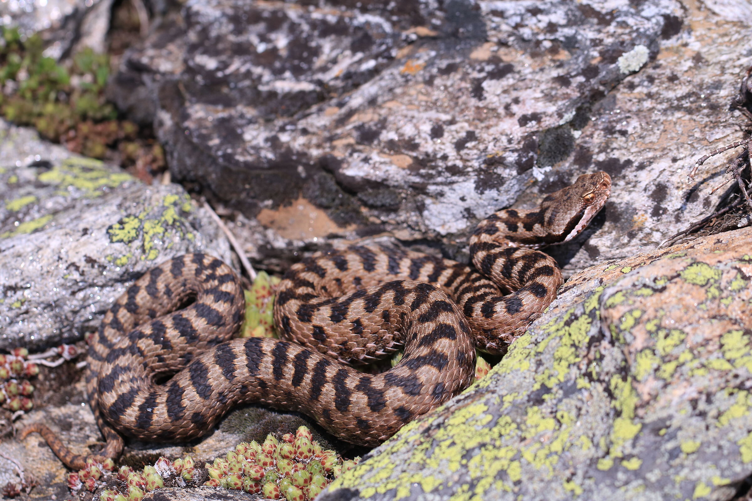 Vipera aspis aspis ex atra, femmina