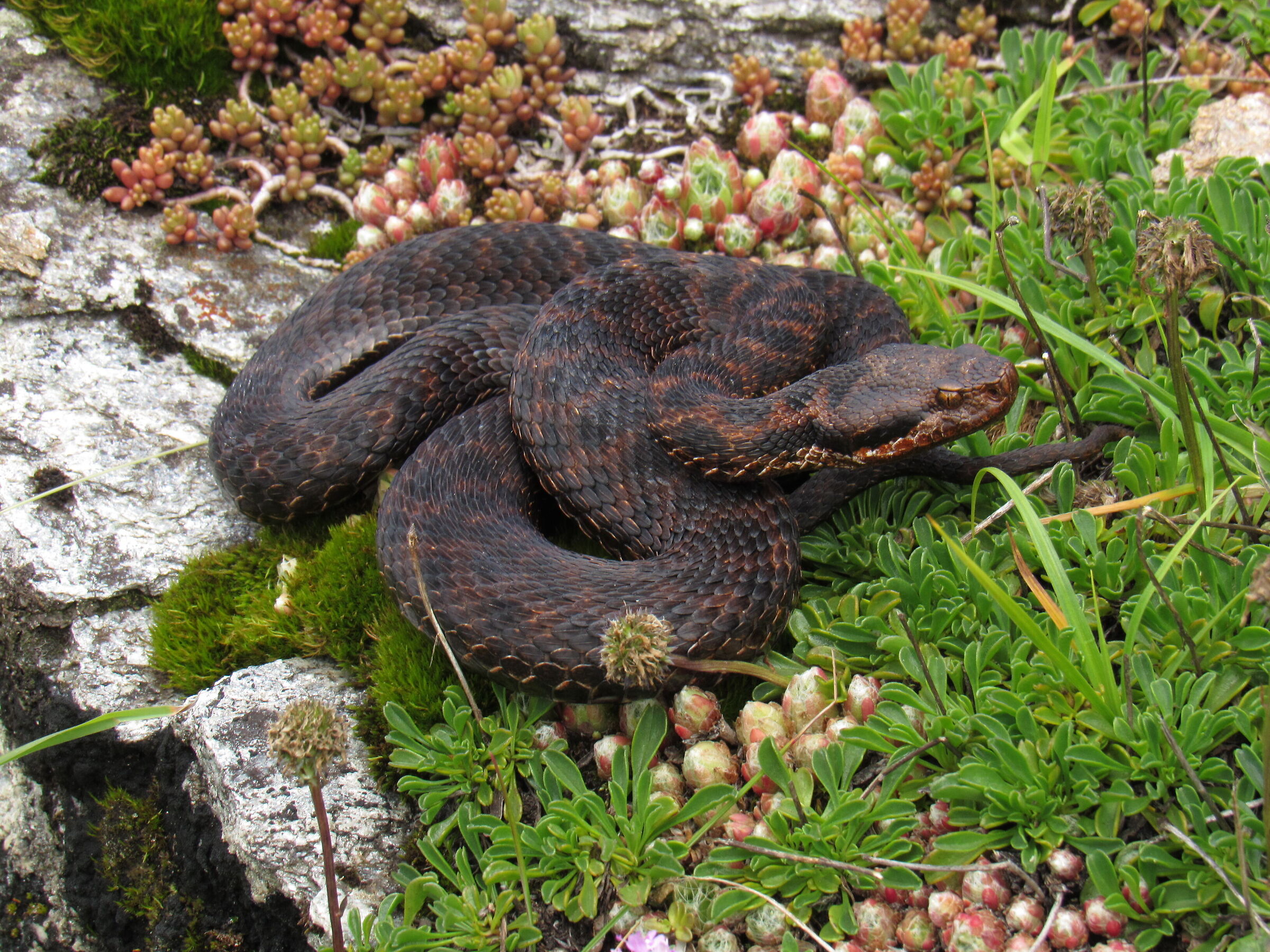 Vipera aspis aspis ex atra, femmina