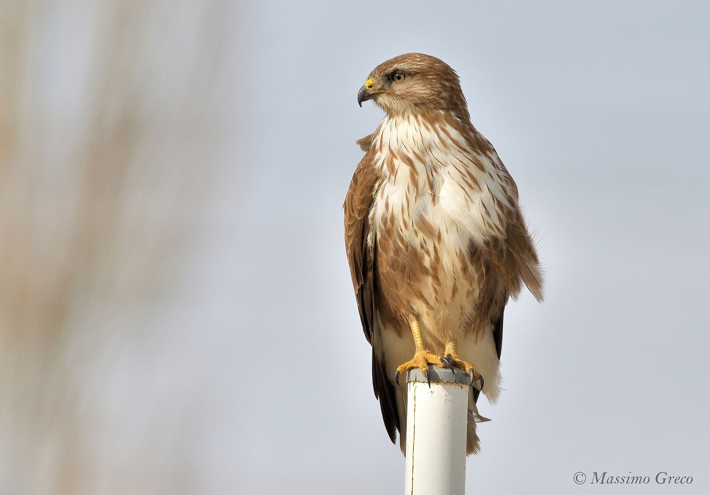 Poiana comune (Buteo buteo)