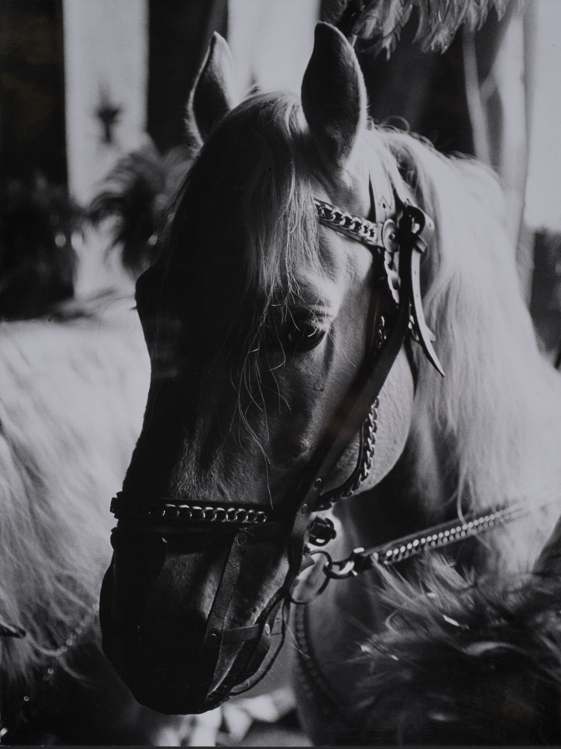 personaggi del circo '80