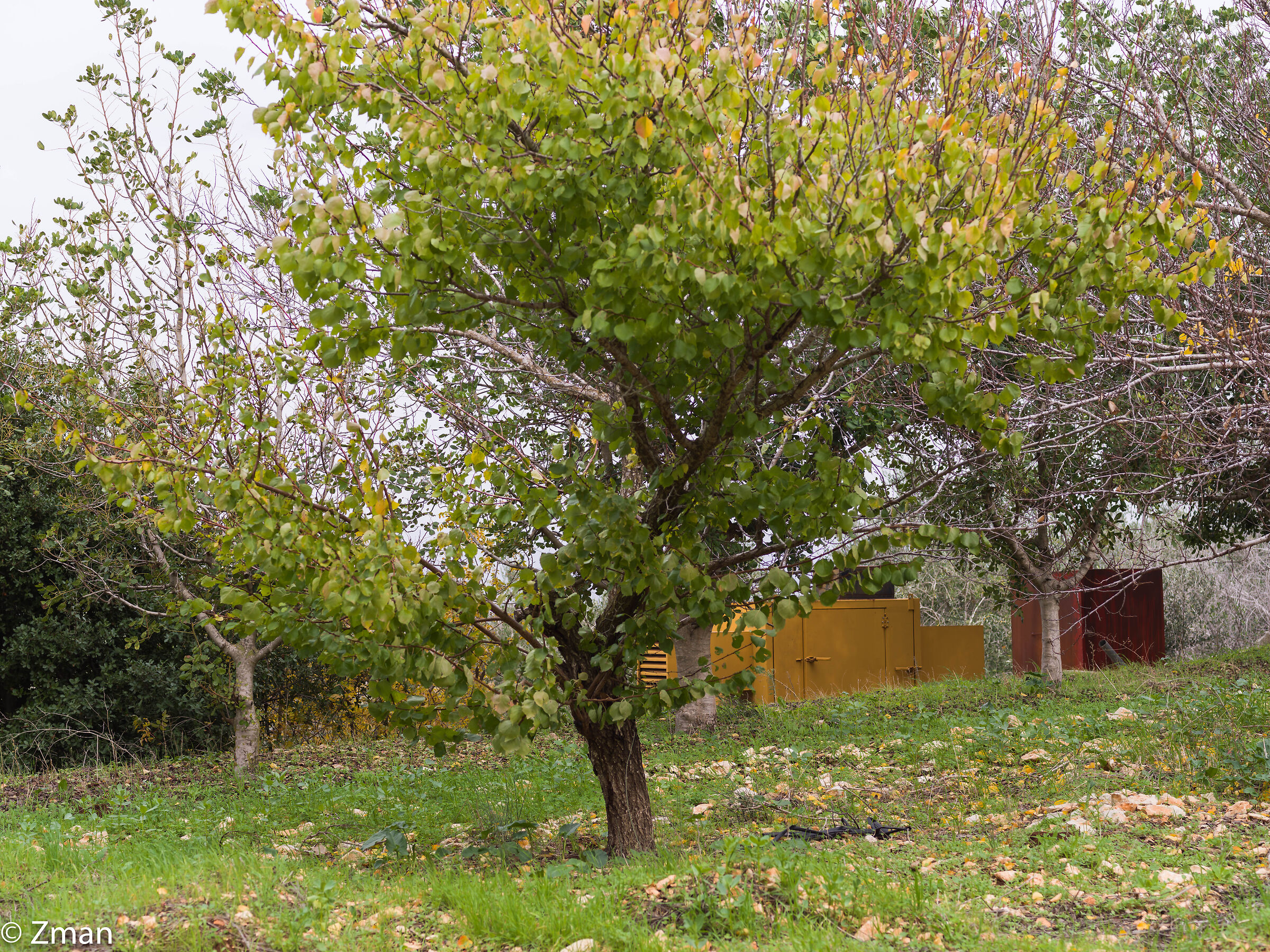 Apricot Tree