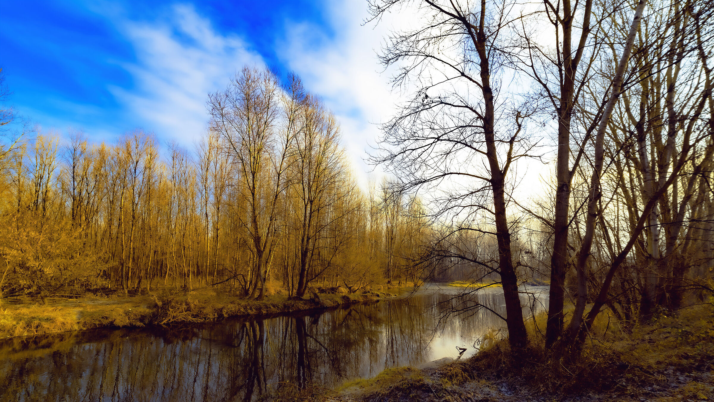 Il ramo delle streghe