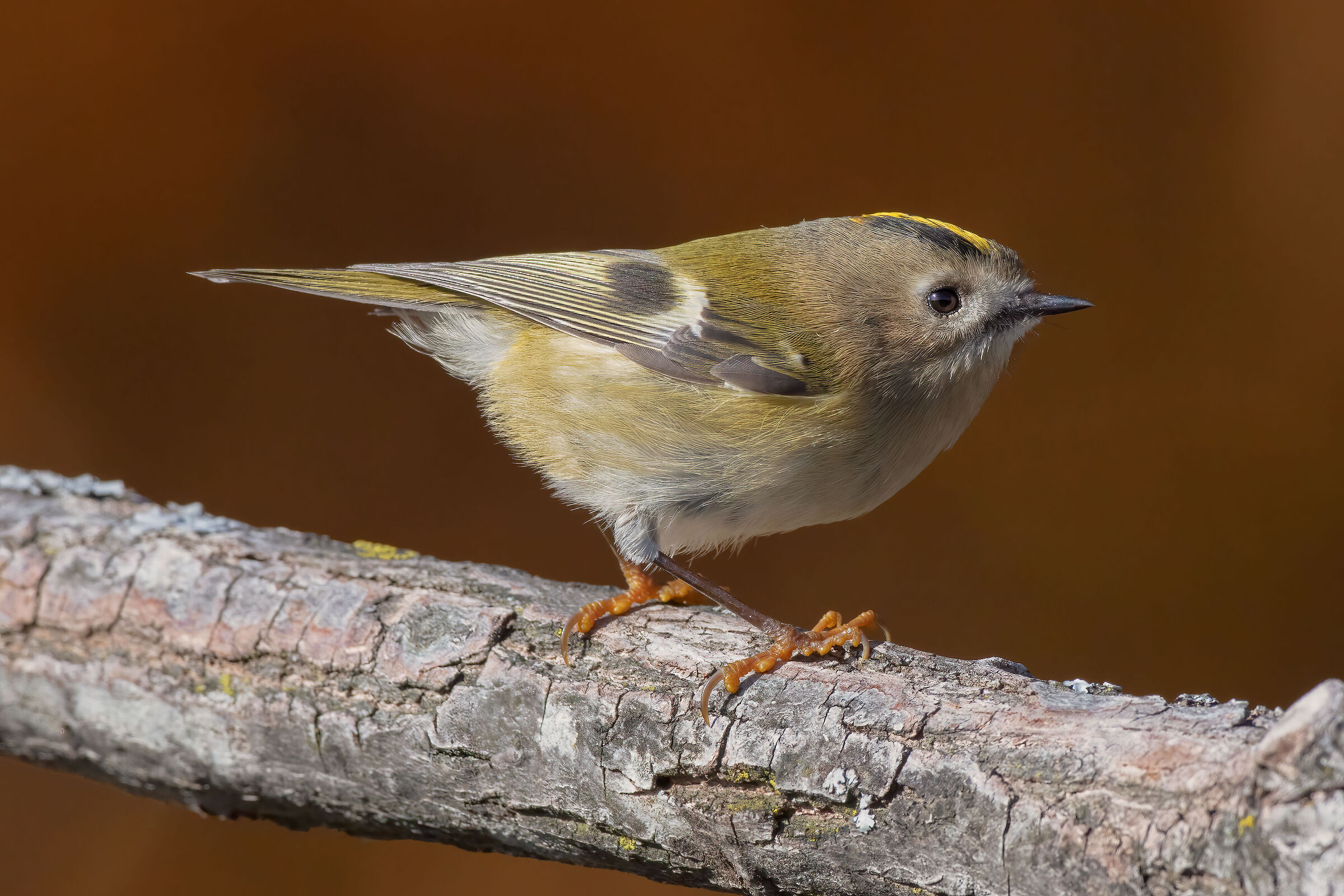 Regolo su sfondo autunnale