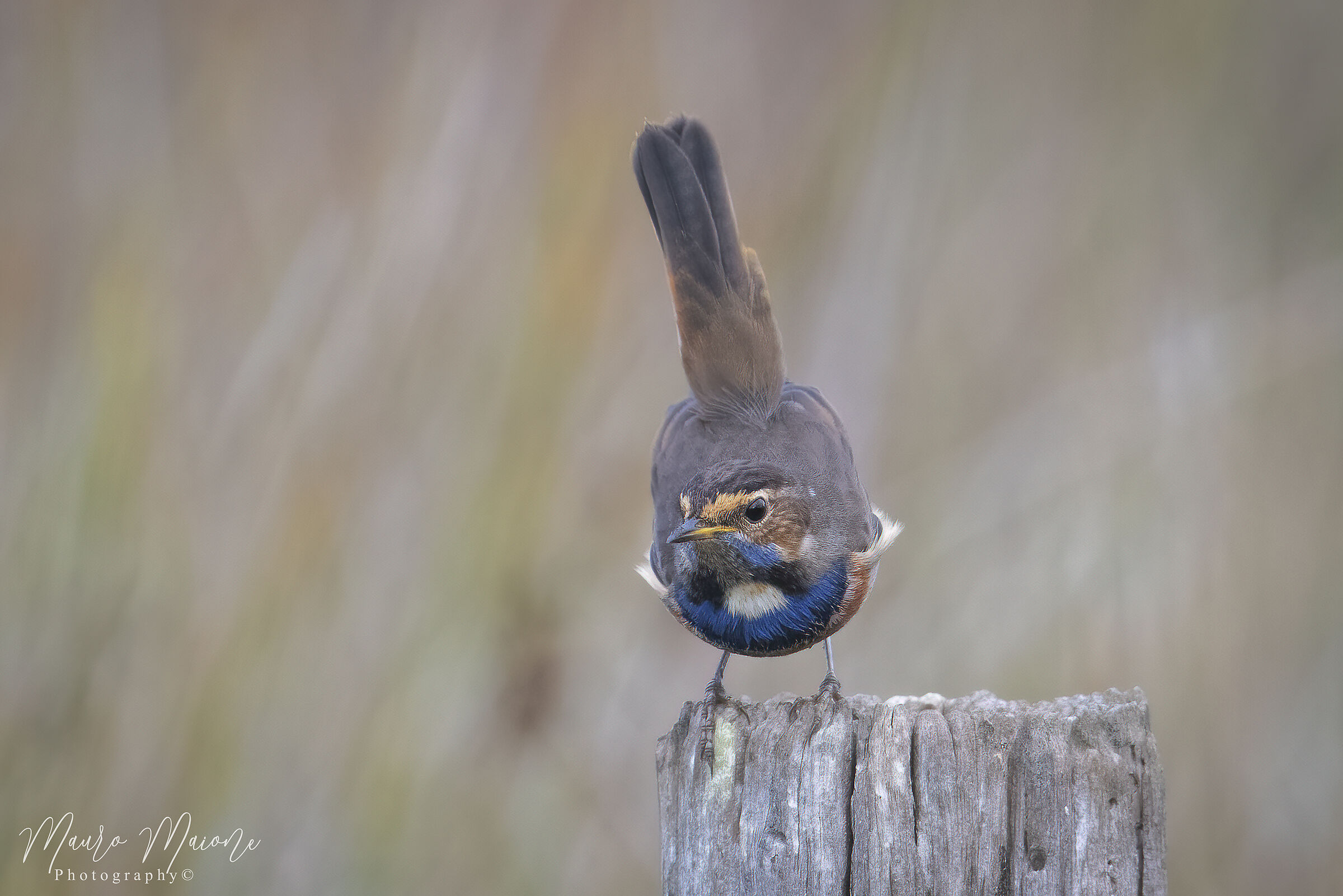Pettazzurro (Luscinia svecica)