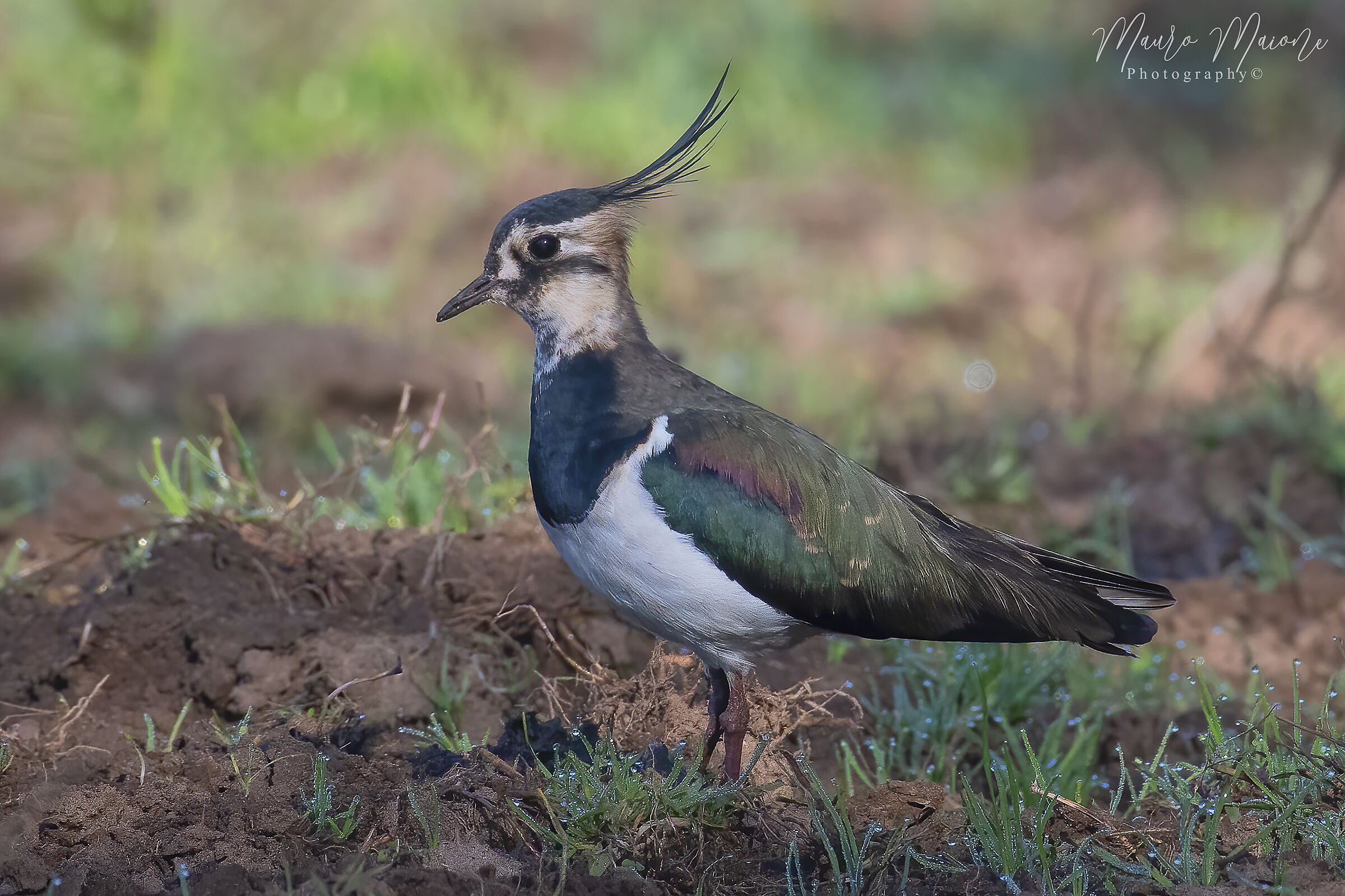 pavoncella (Vanellus vanellus)