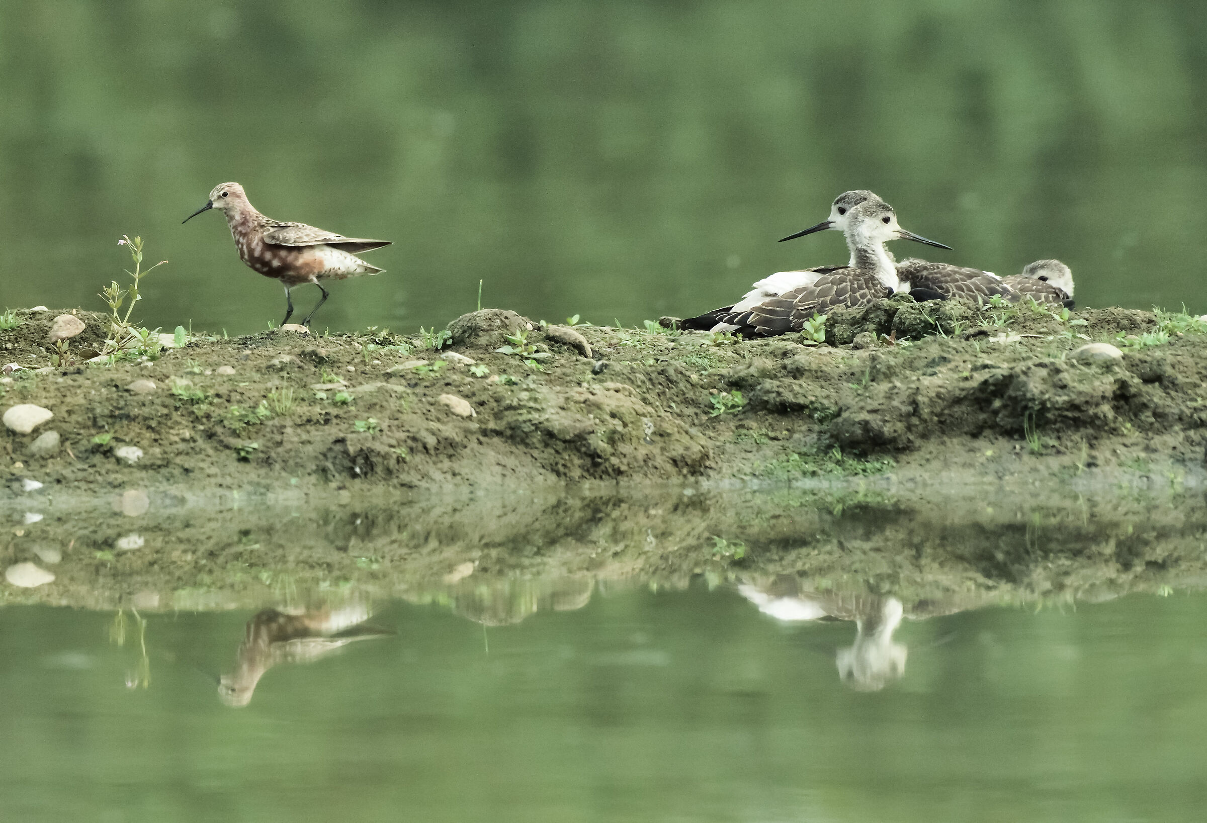 cavalieri con piovanello comune
