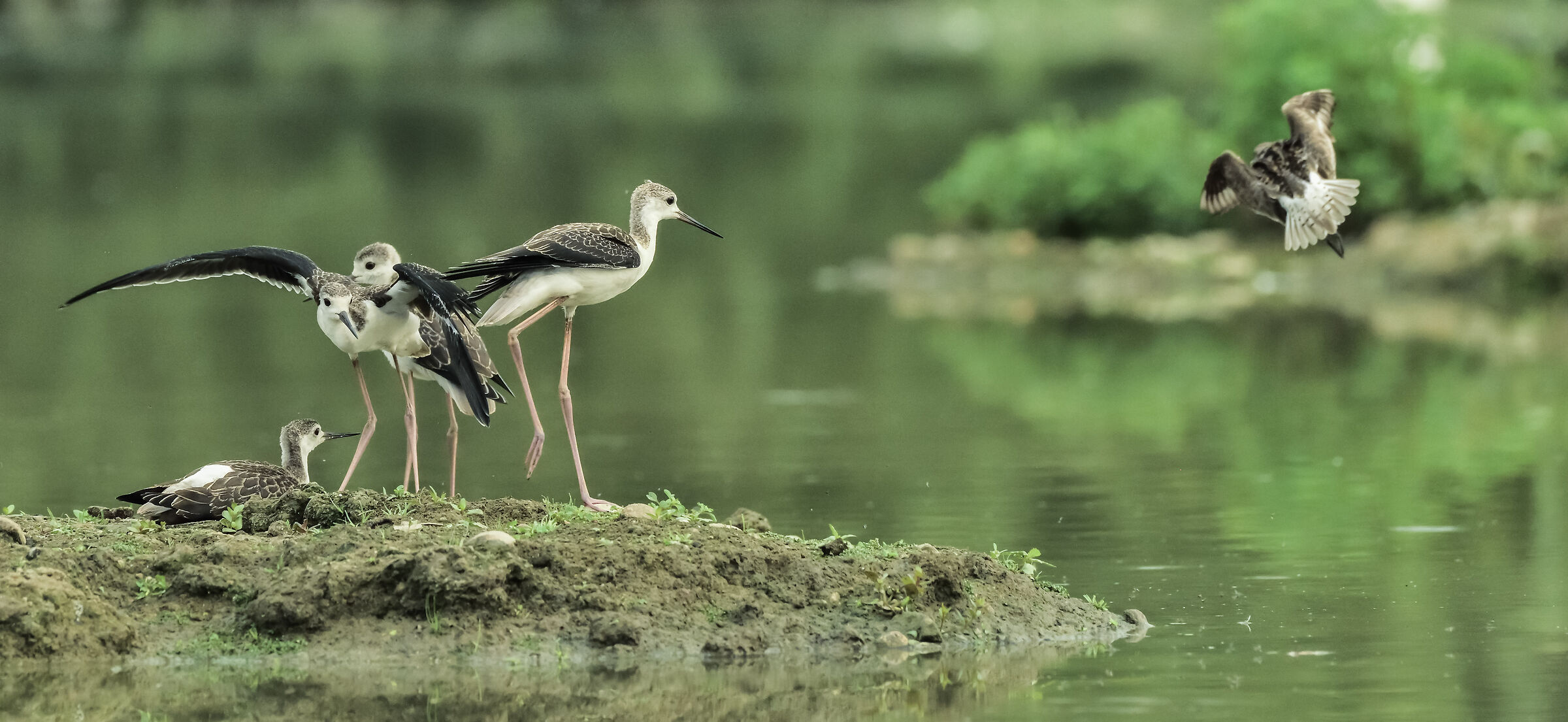 famigliola di cavalieri che scacciano il piro piro