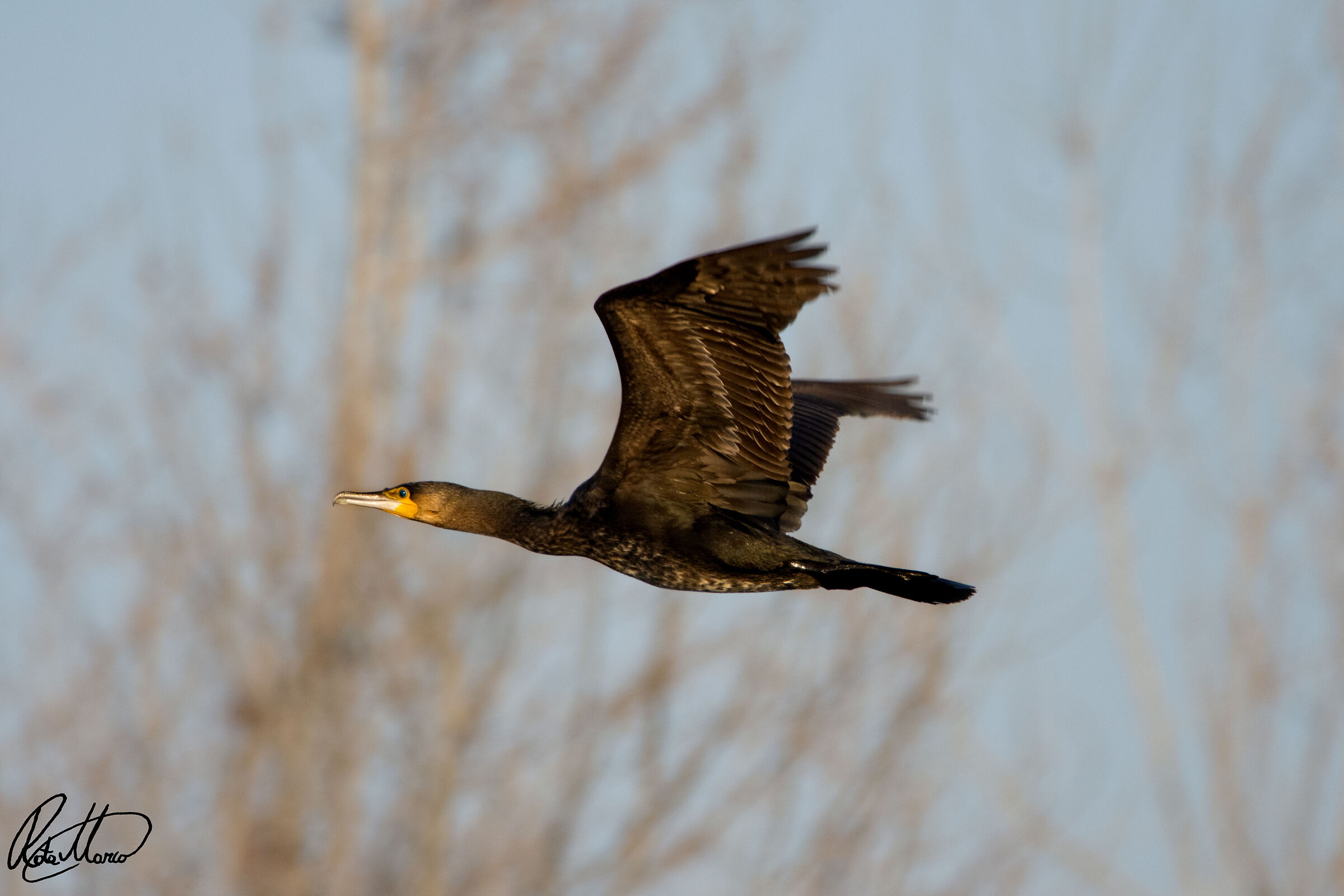 Gliding cormorant