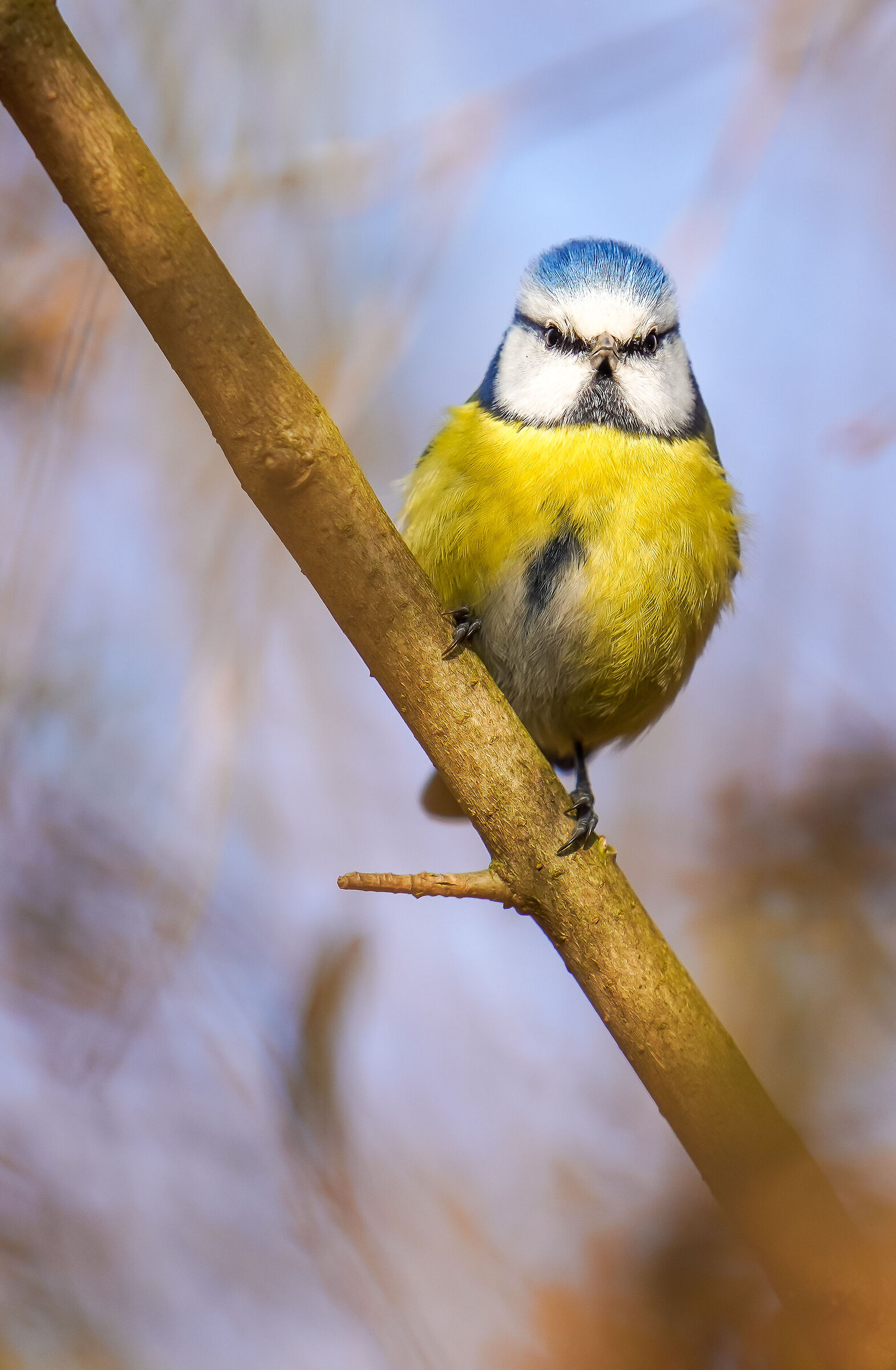 CINCIARELLA "FACE TO FACE"