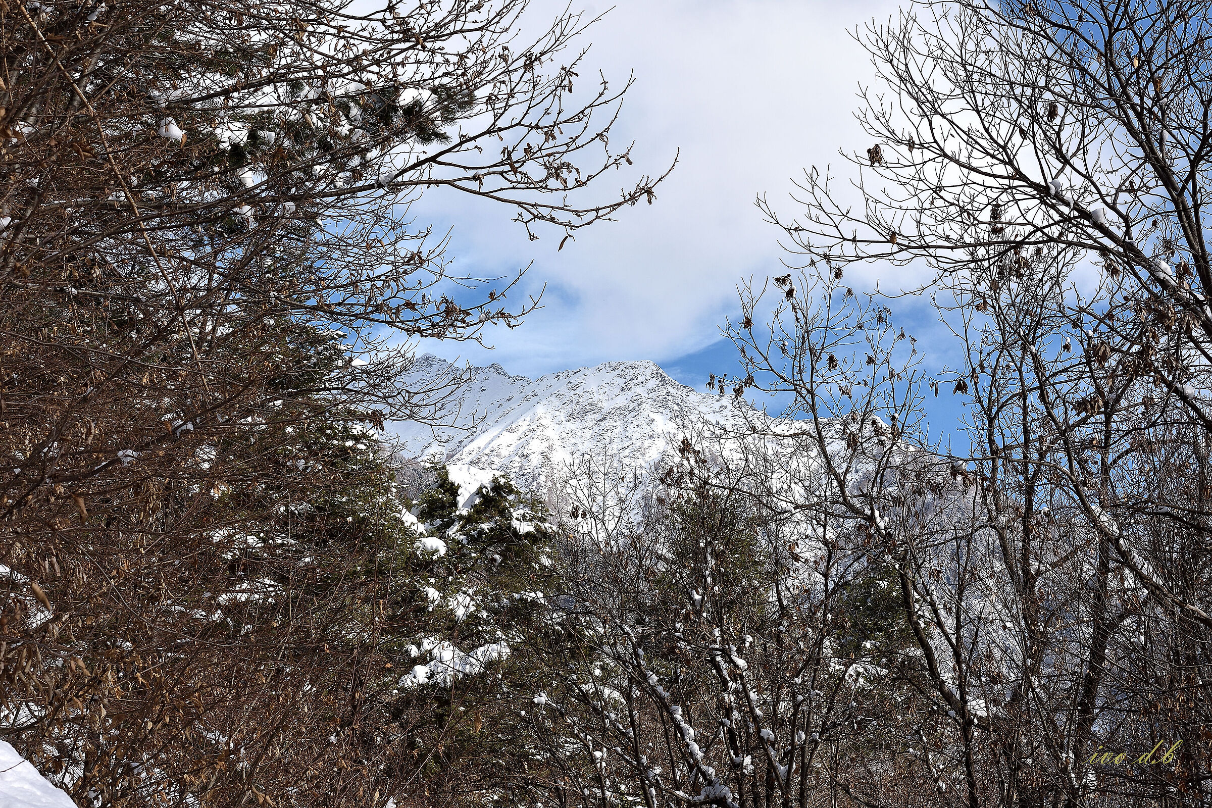 col bianco tuo candor......