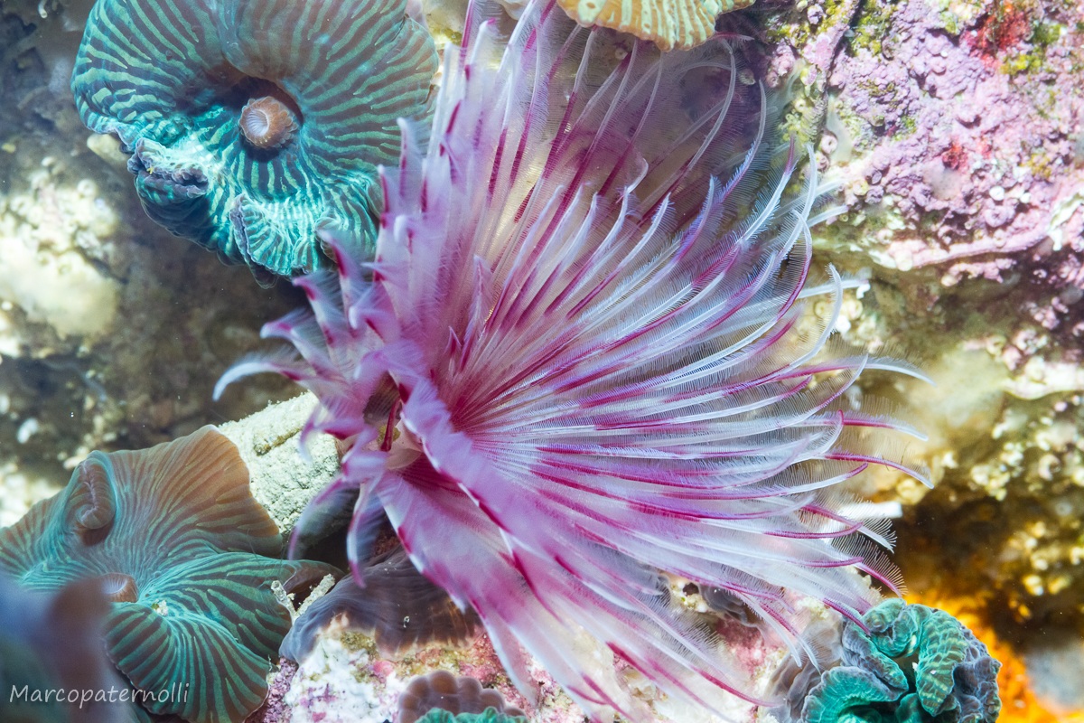 meraviglie in salotto 1