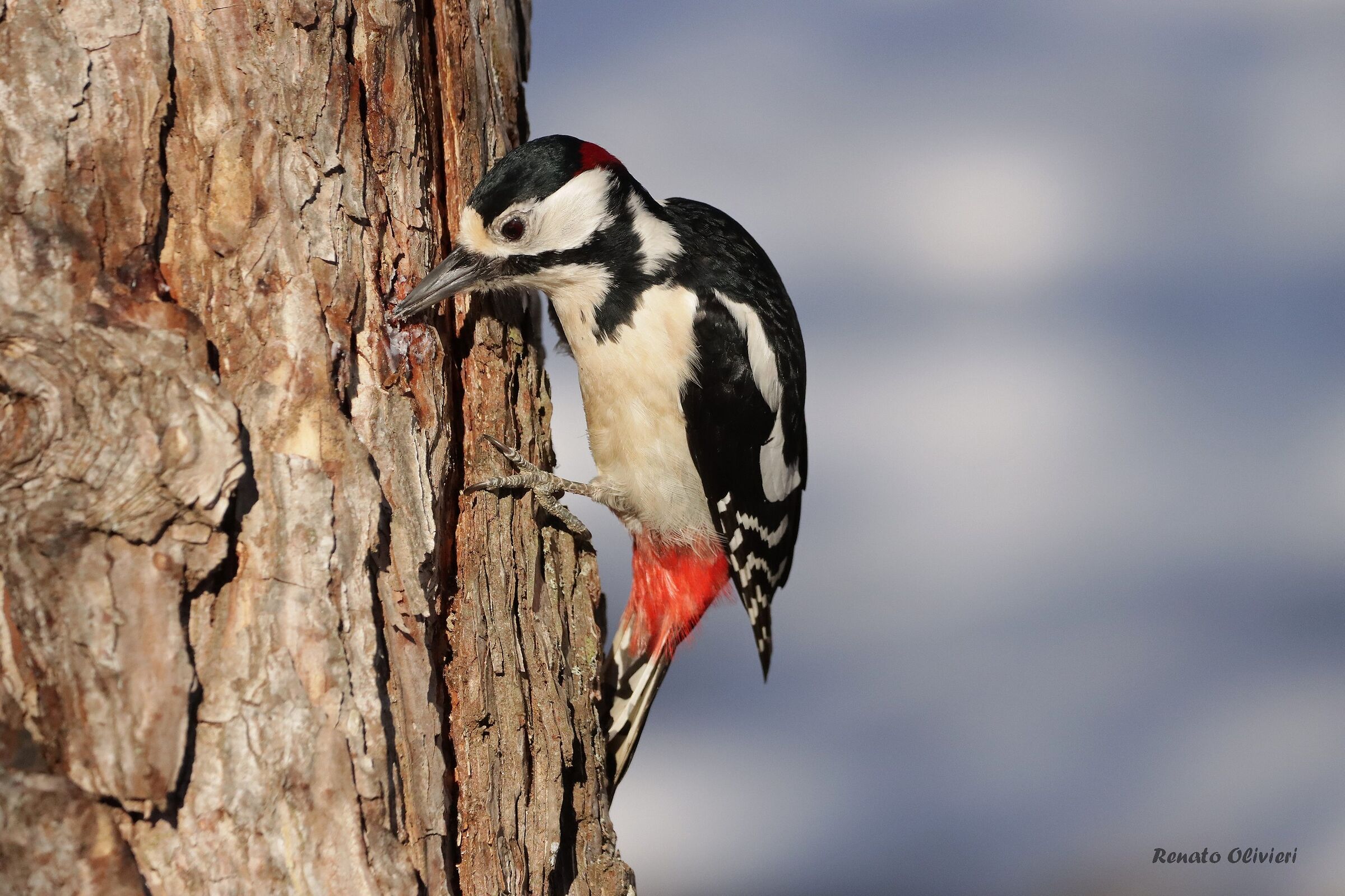 Picchio rosso maggiore maschio ( Dendrocopos major )