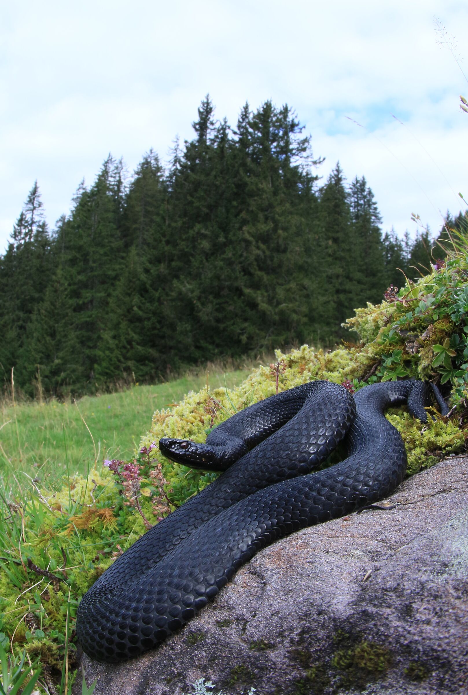 Vipera berus ssp. berus, femmina