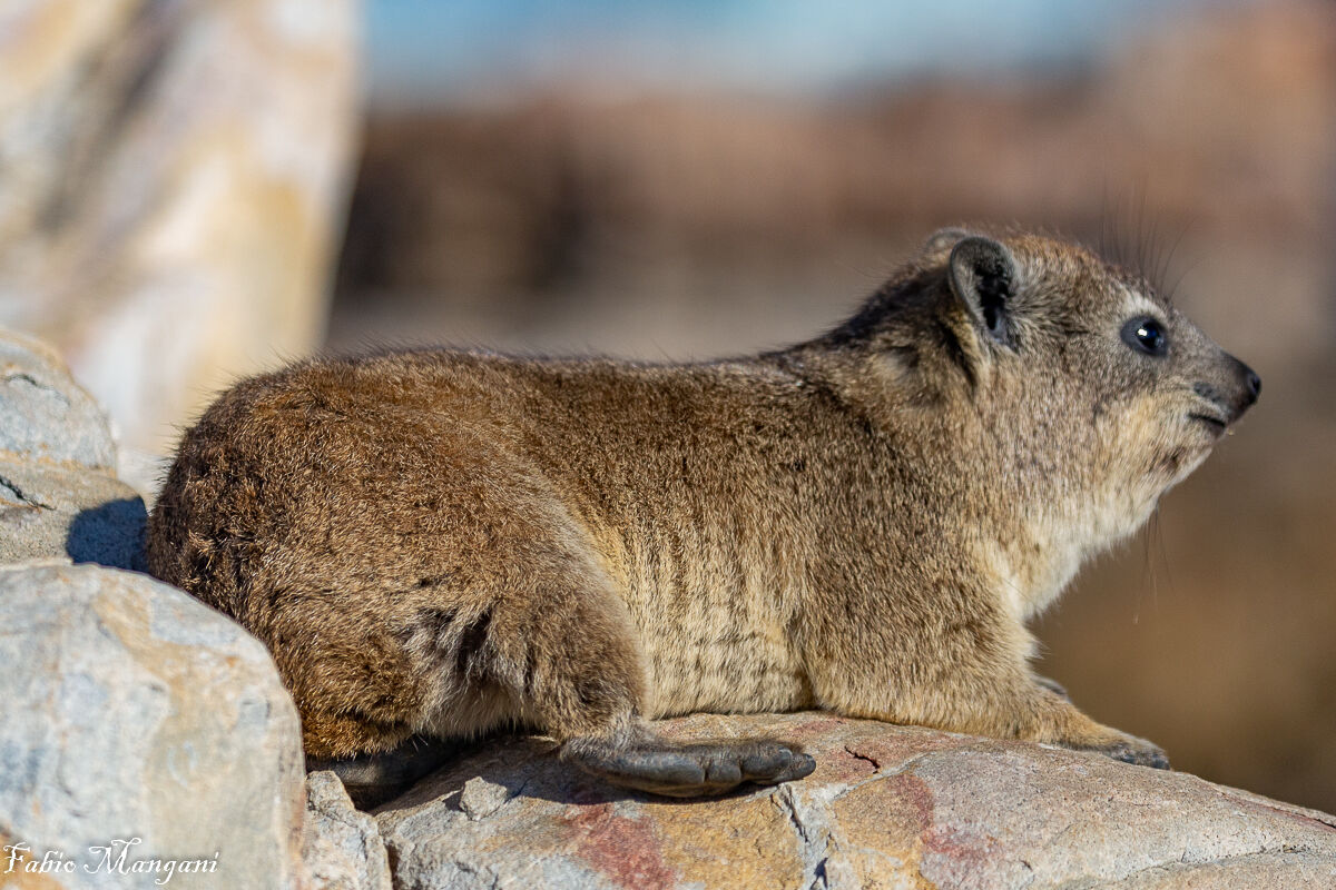 Procavia capensis mammifero tipico di Cape Town