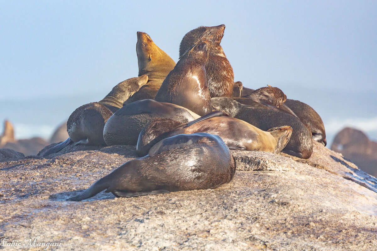 Leone marino colonia Capo di Buona Speranza