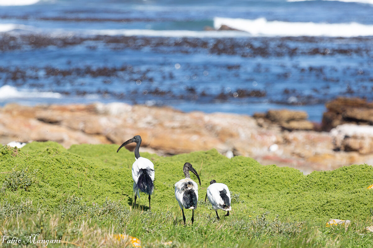 Ibis Sacro Cape Town