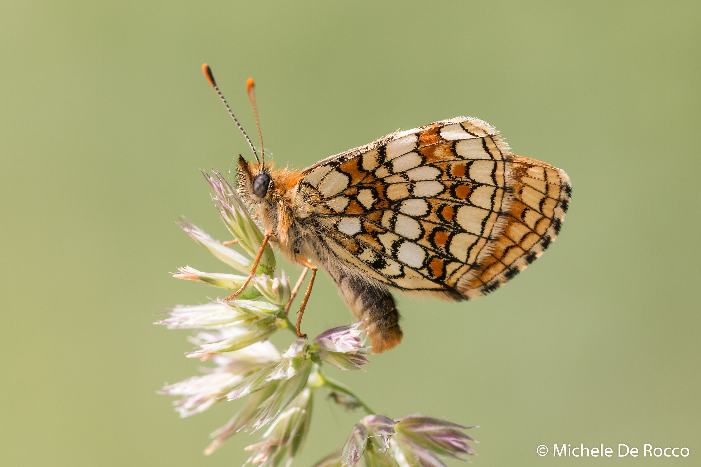 Melitaea cf. athalia/celadussa