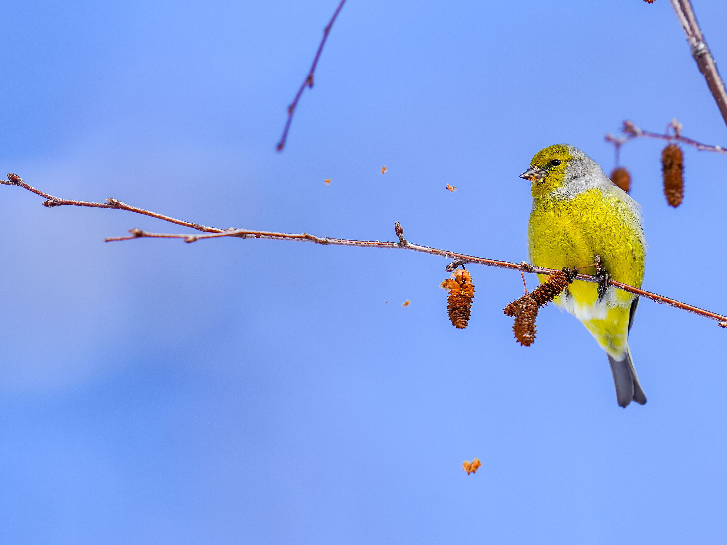 Alpine Venturone (Carduelis citrinella)