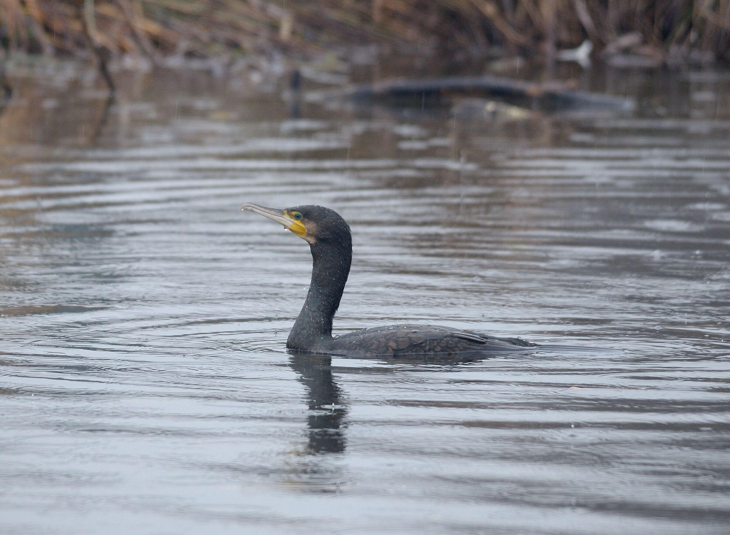 Cormorano