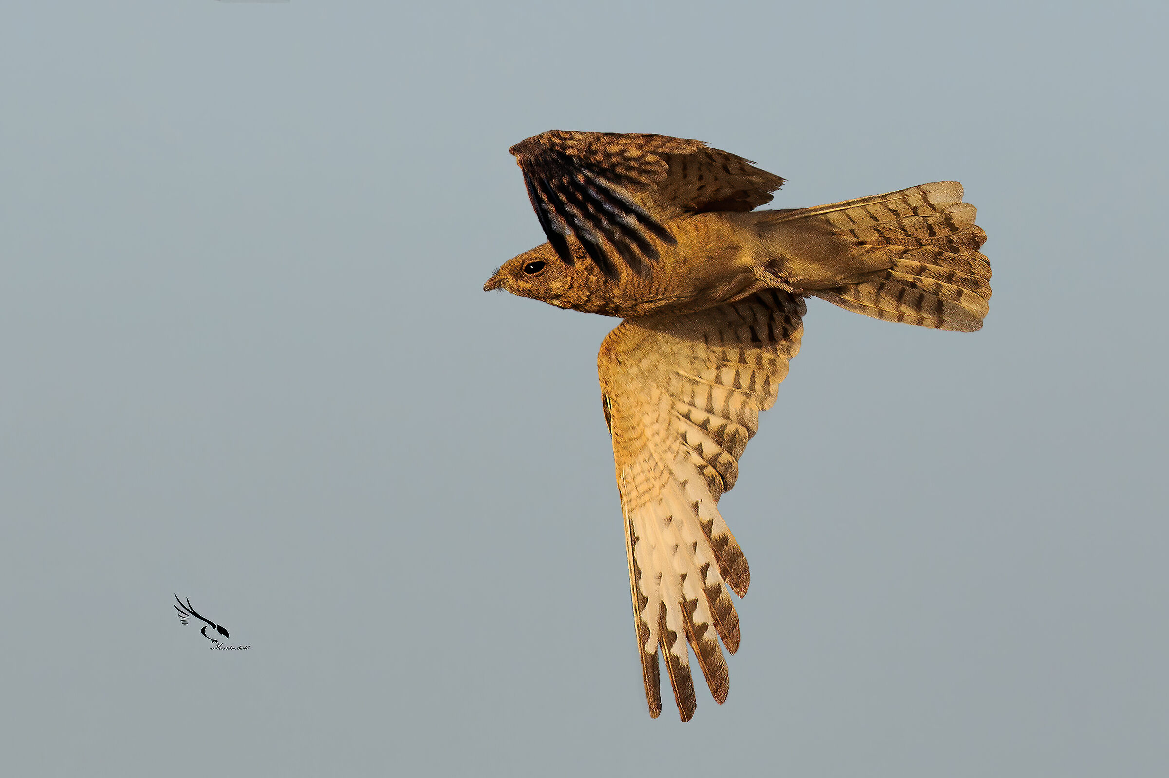 Nightjar egiziano