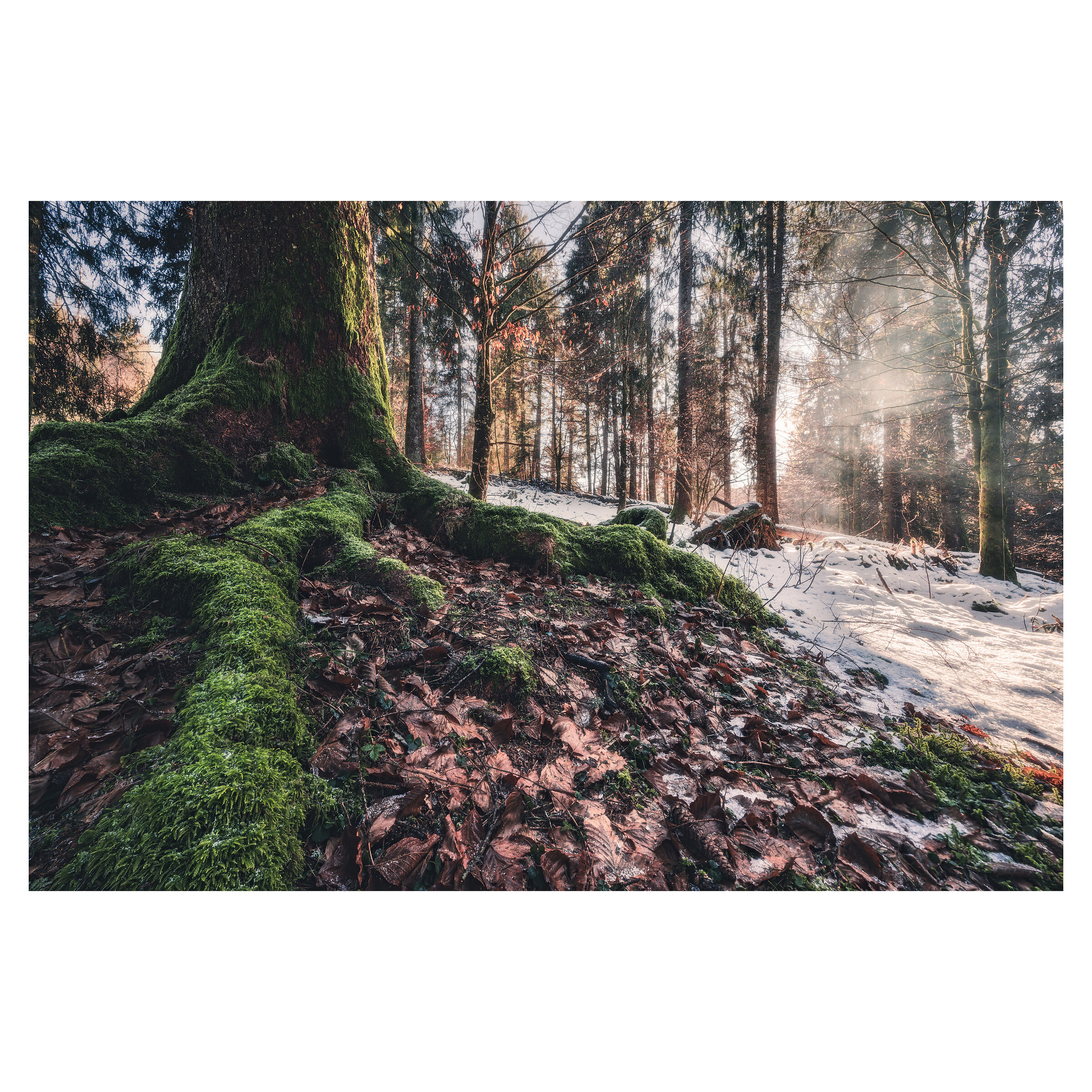 Light in the Woodland