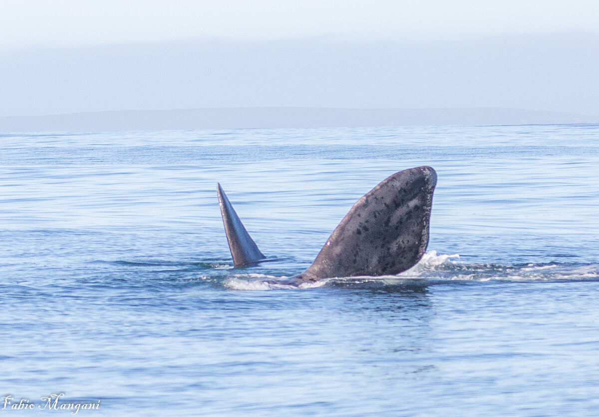 coda di megattera Caoe Town