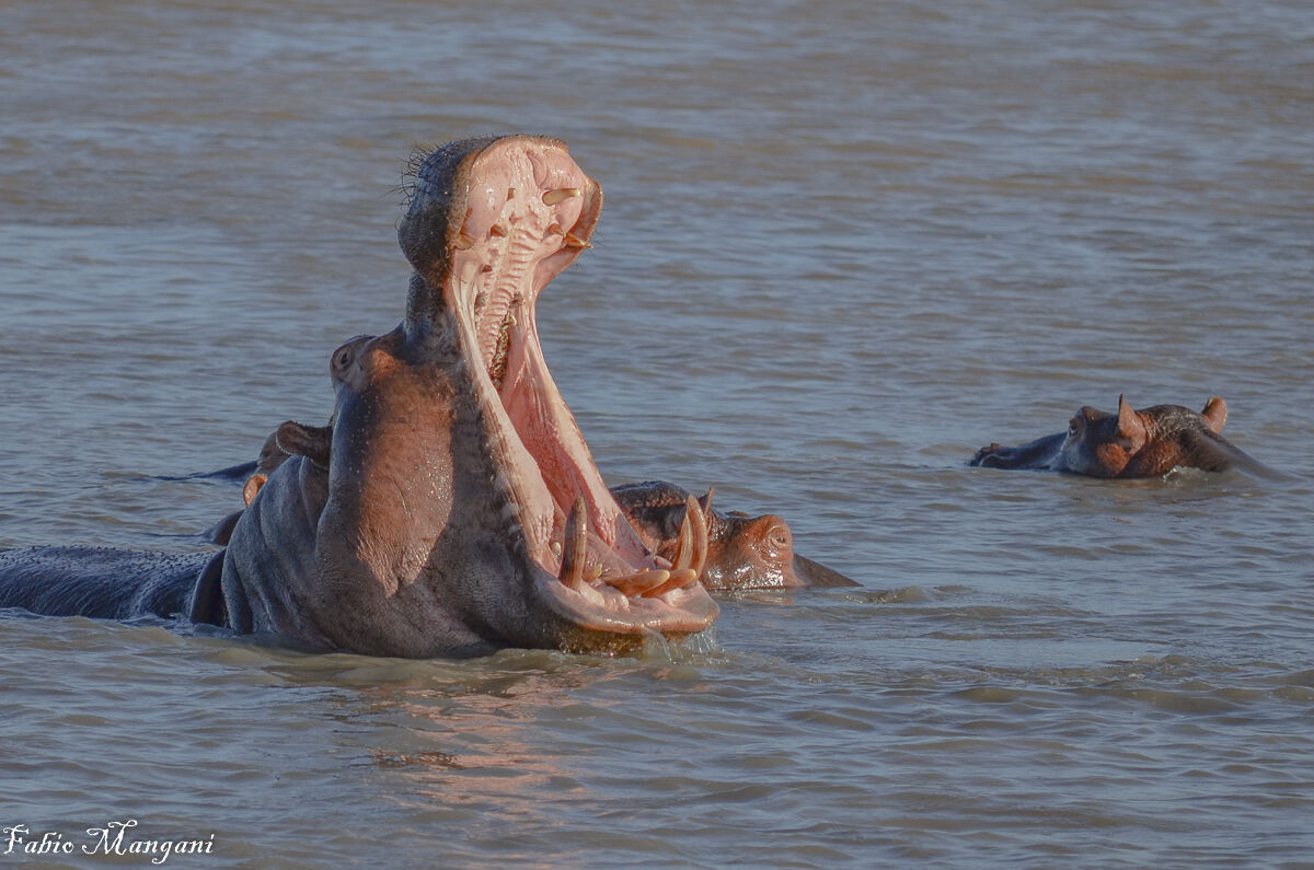 lo sbadiglio dell'ippopotamo