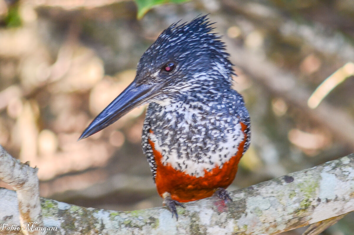 Kingfisher sudafricano