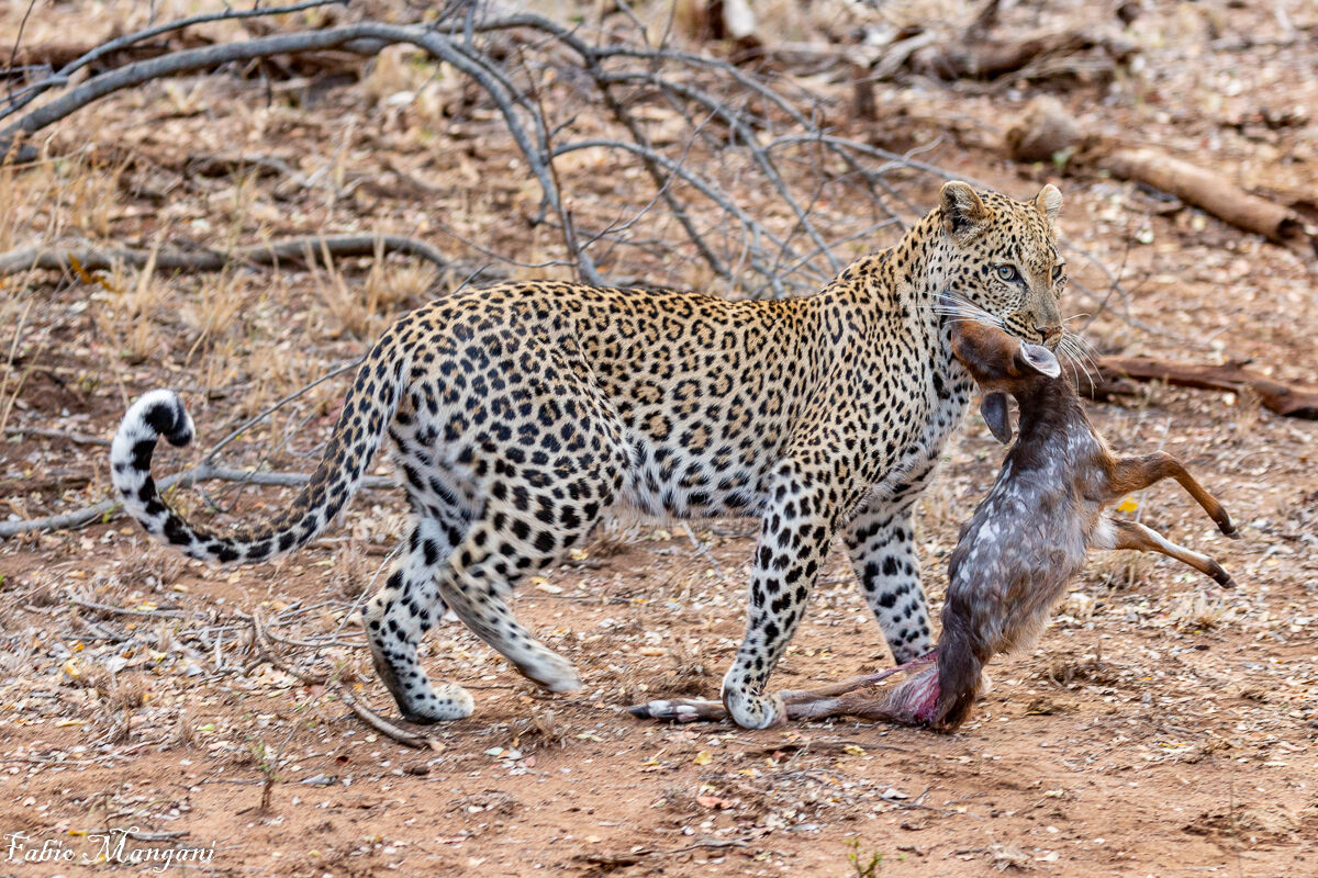 Leopardo con preda