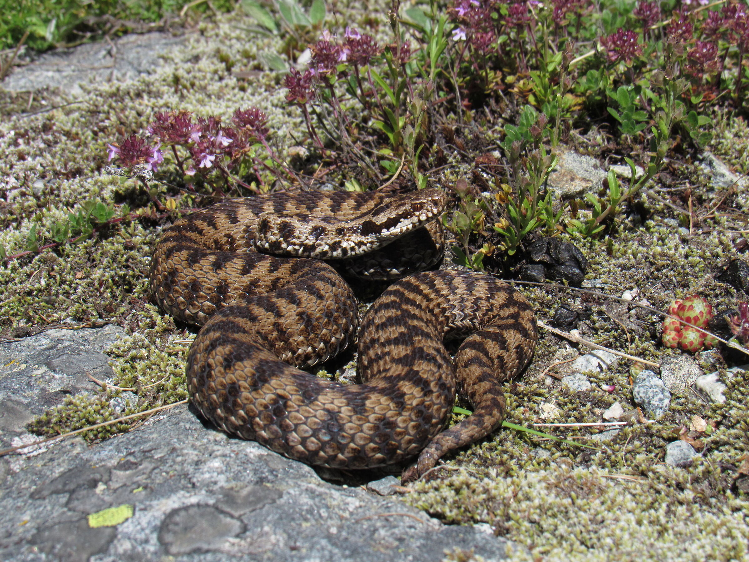 Vipera berus ssp. berus, femmina