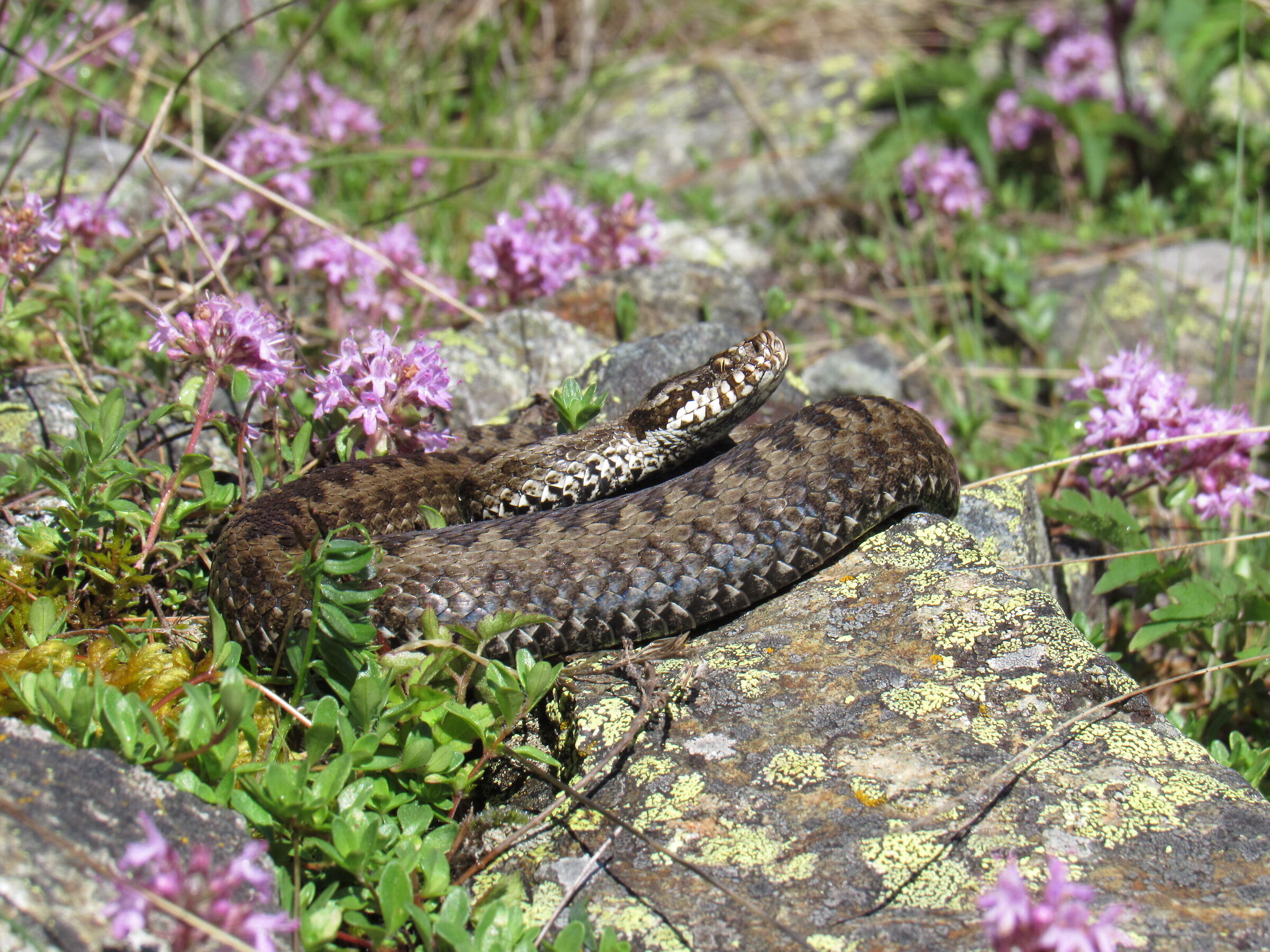 Vipera berus ssp. berus, femmina