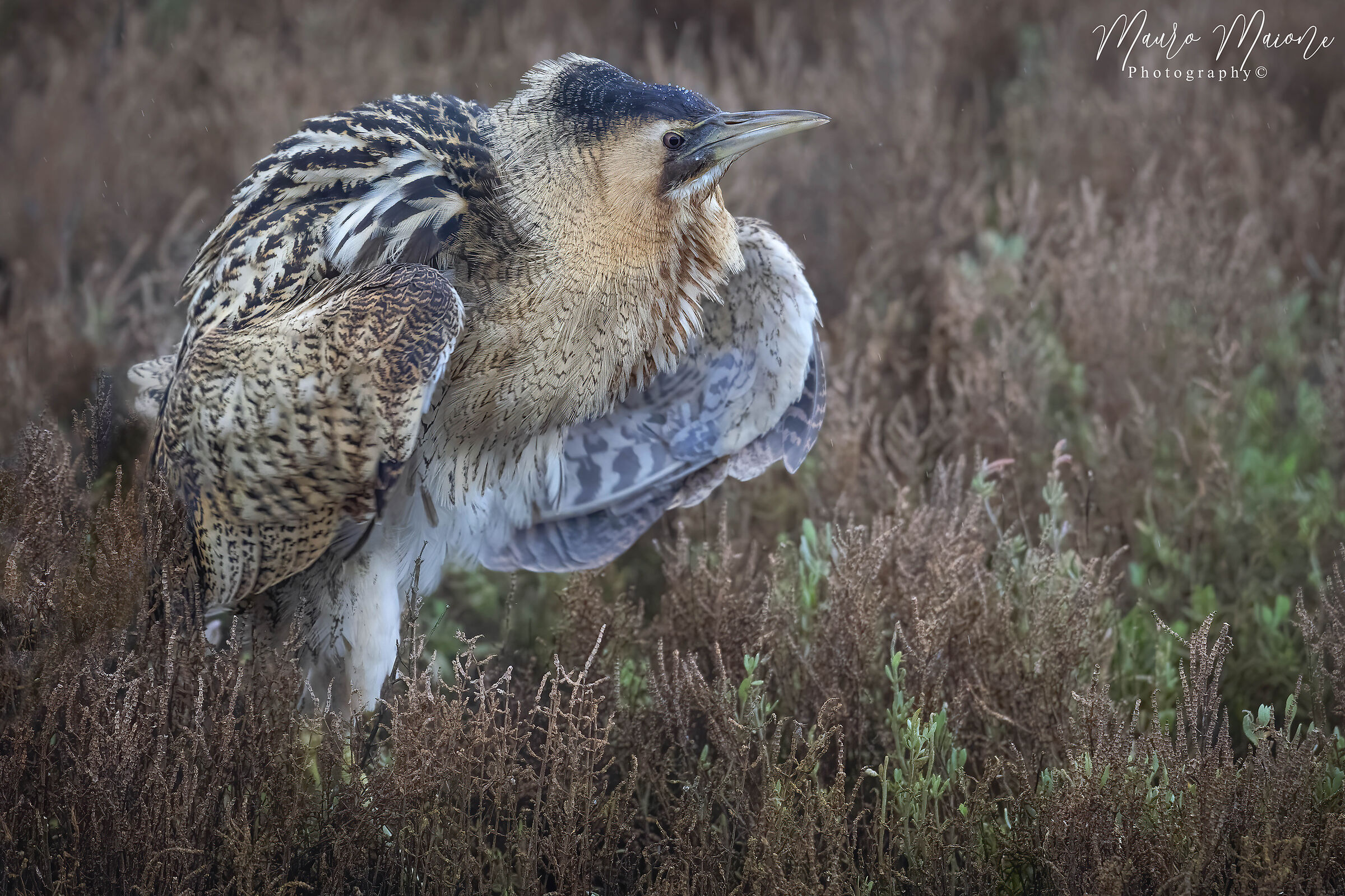 scrollata sotto la pioggia del tarabuso