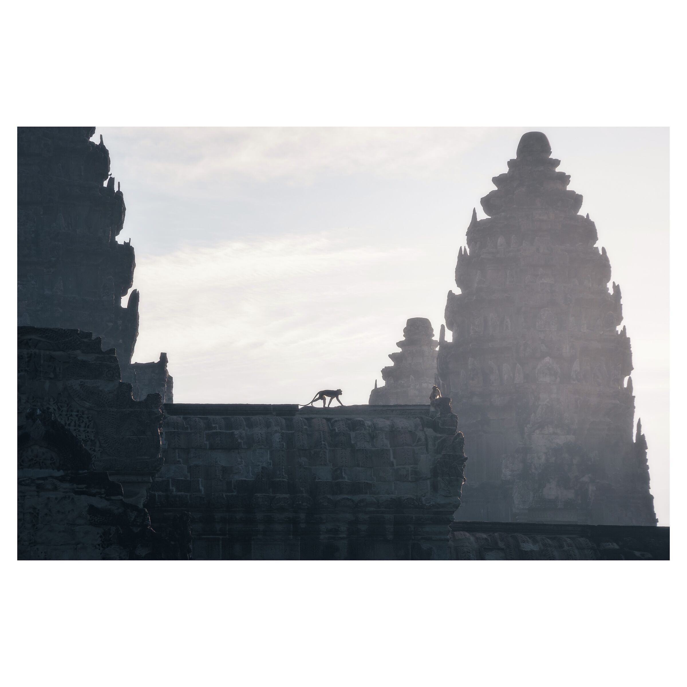 Monkey's silhouette - Ankor Wat