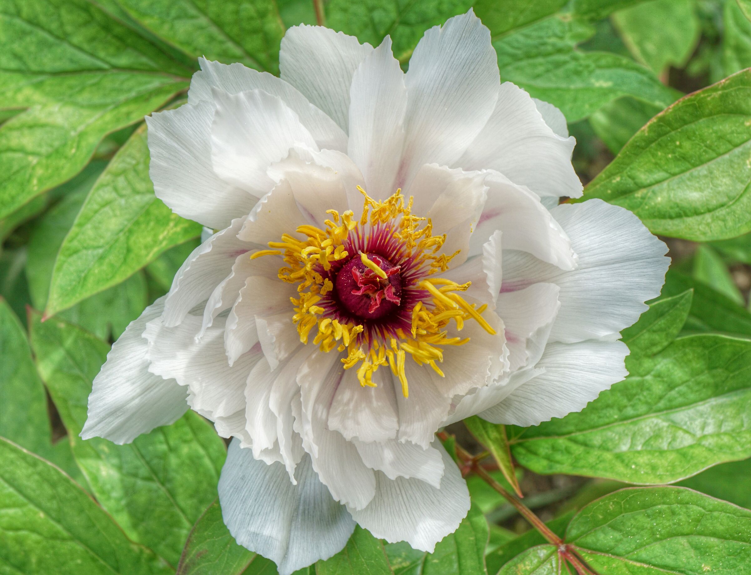 peonia