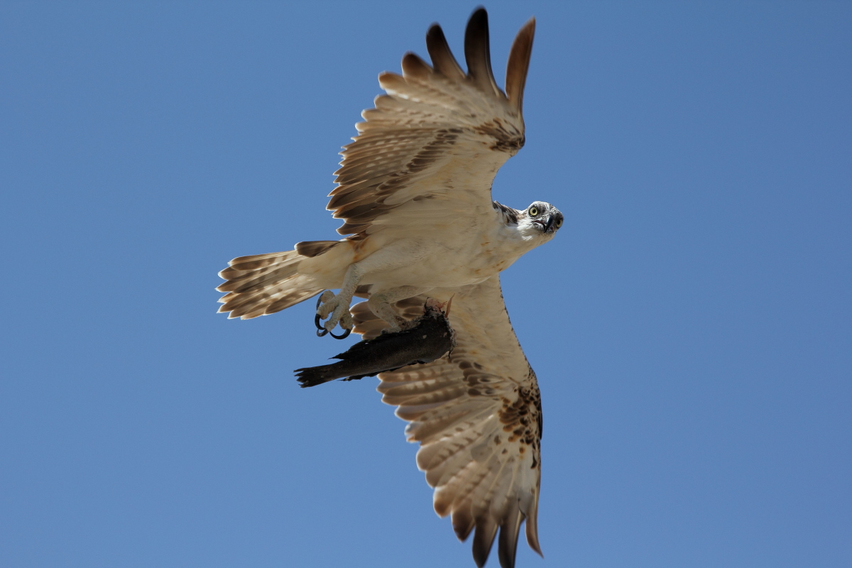 osprey