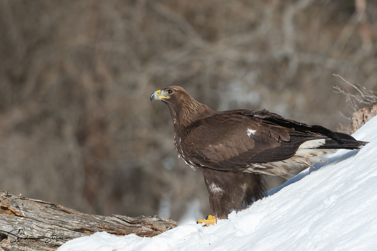 Aquila reale