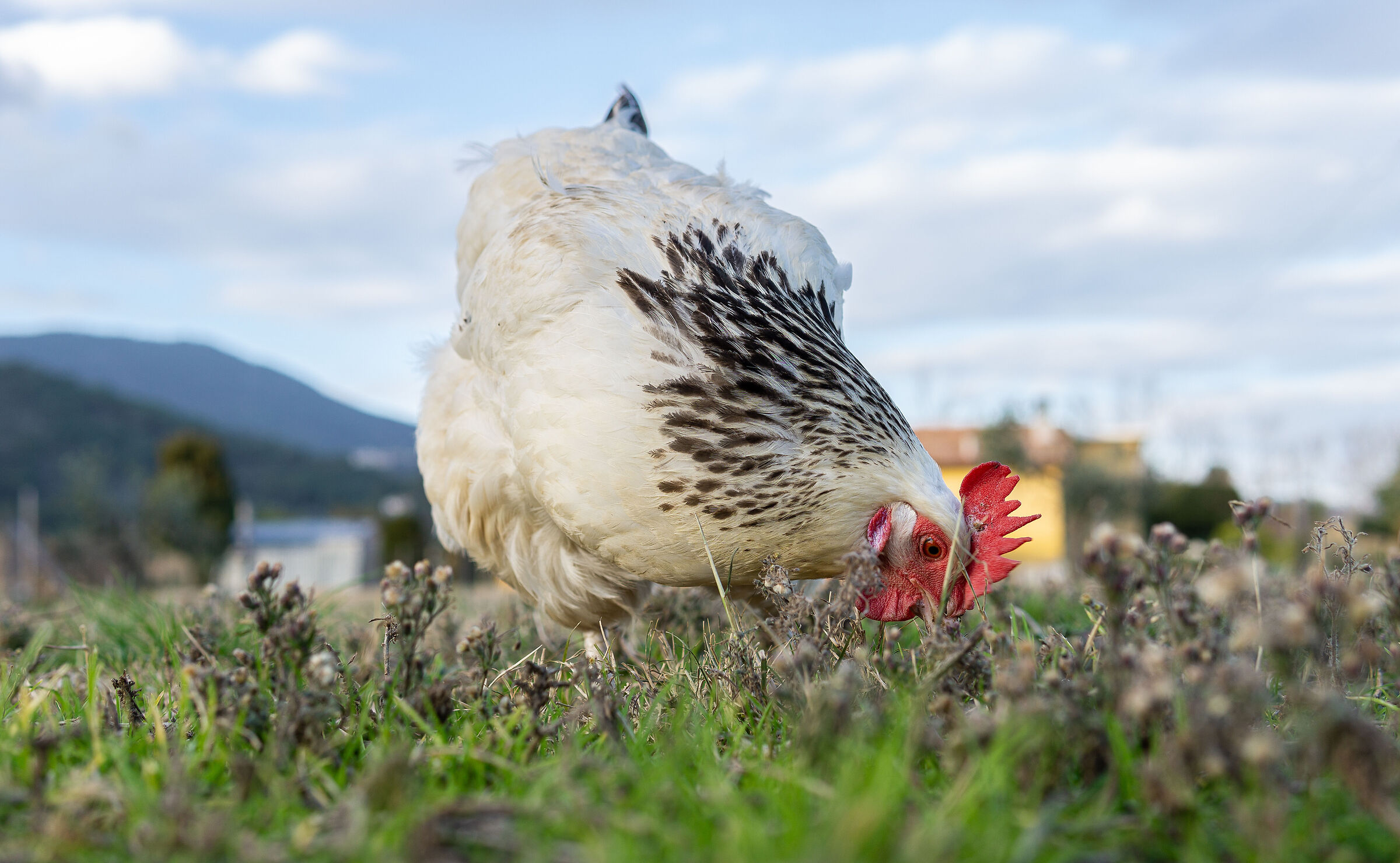 The hens in my field