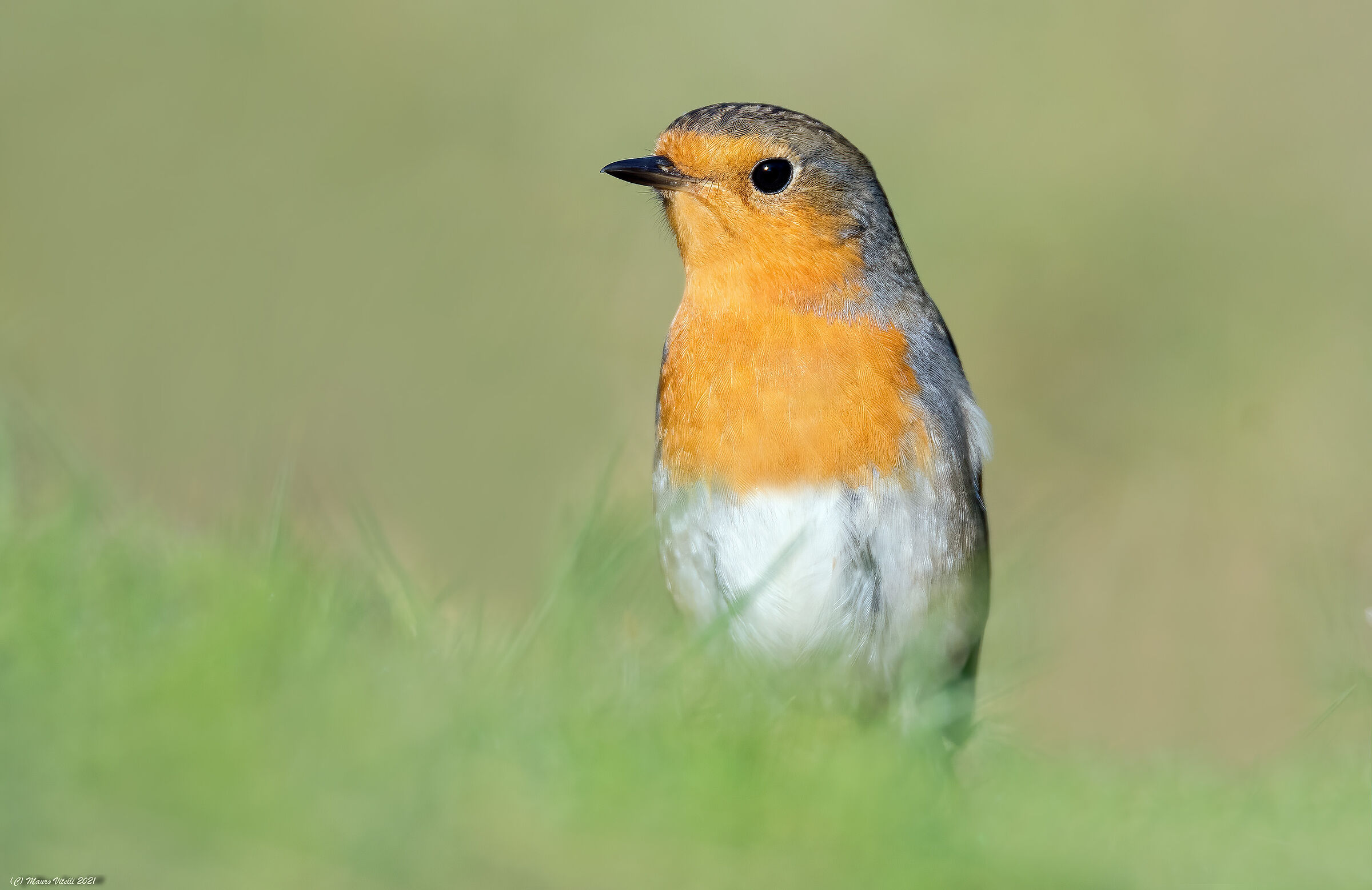 Robin (Erithacus rubecula)