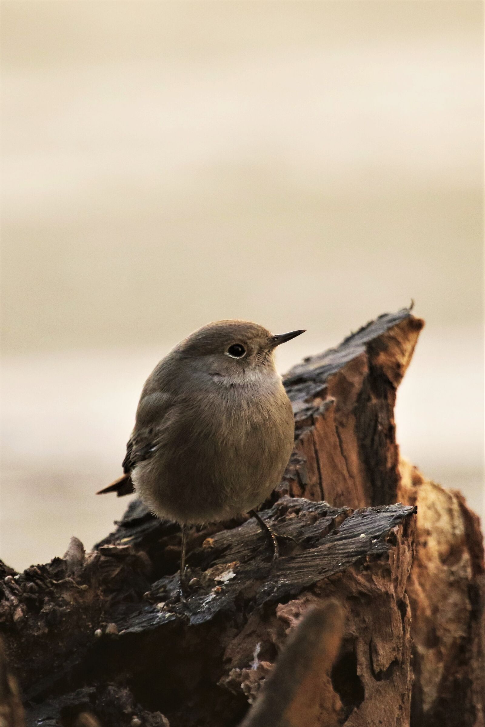 codirosso fireplace sweep