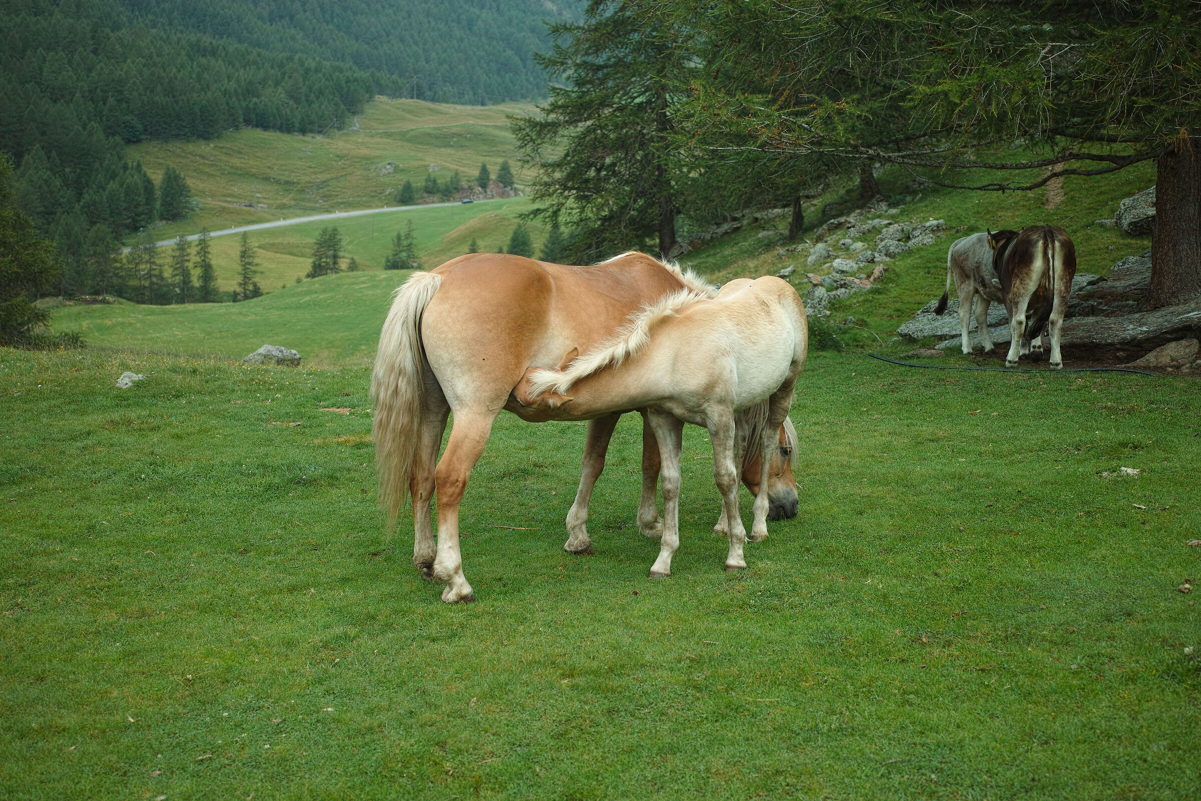 Maso Corto