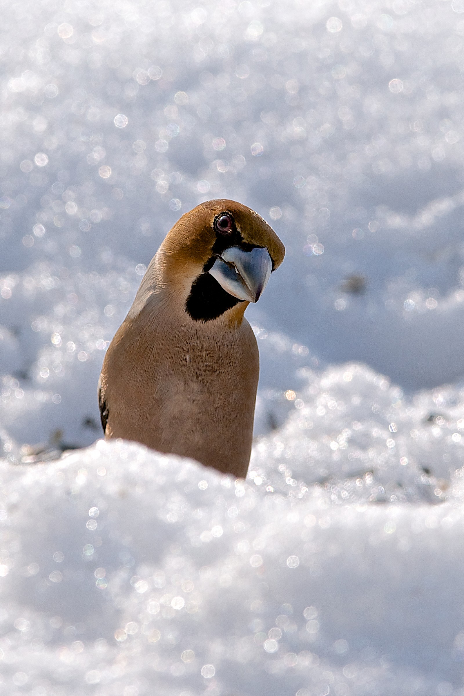 Hawfinch curious