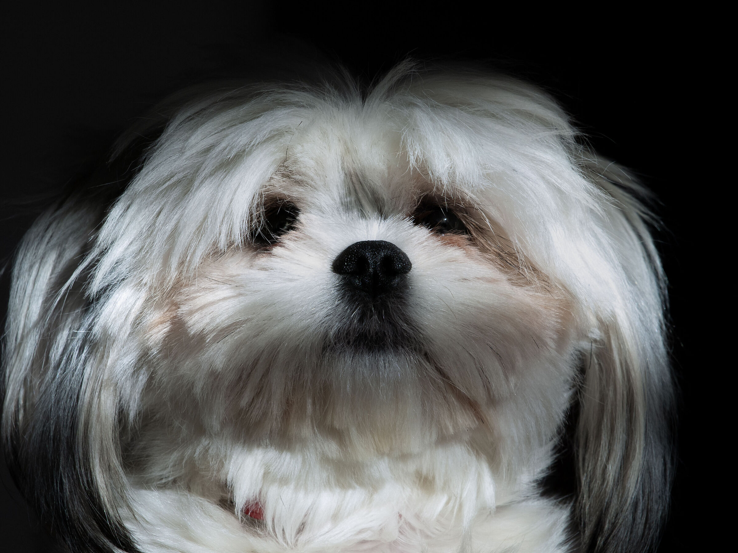 The Dog's Gaze