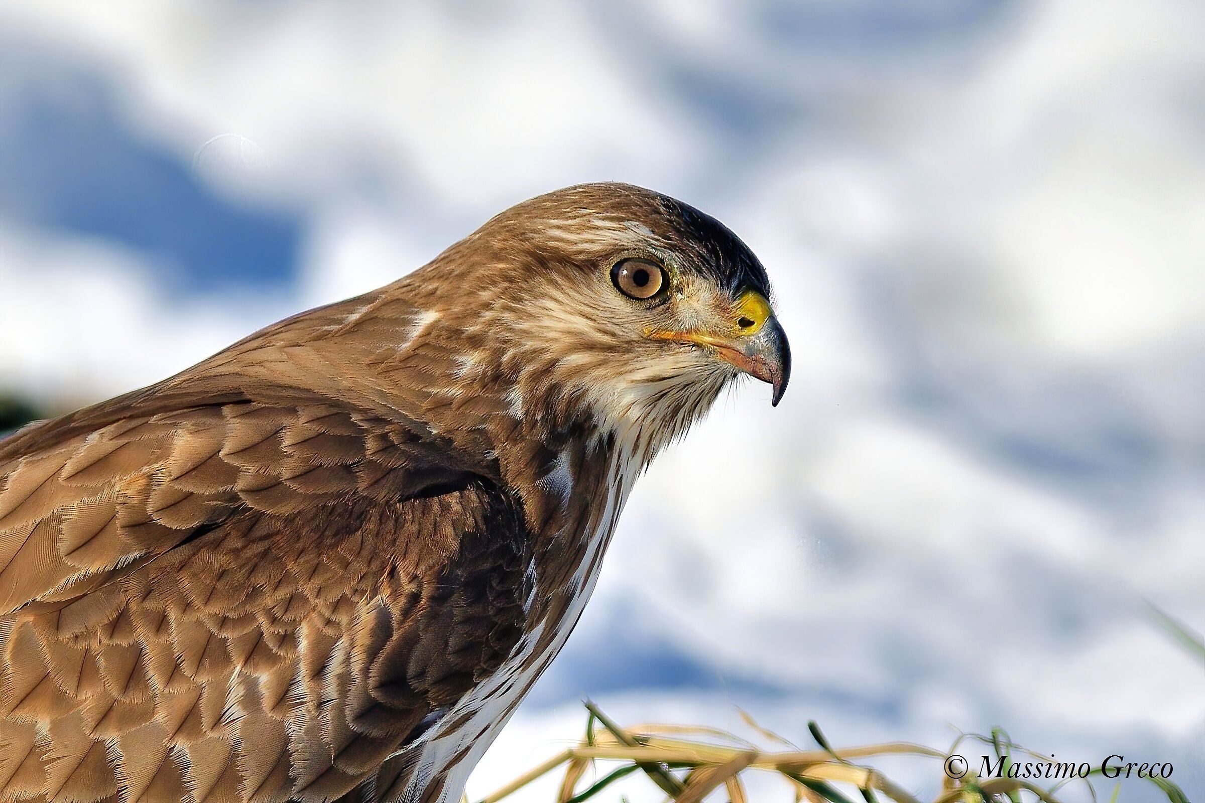 Poiana comune (Buteo buteo)